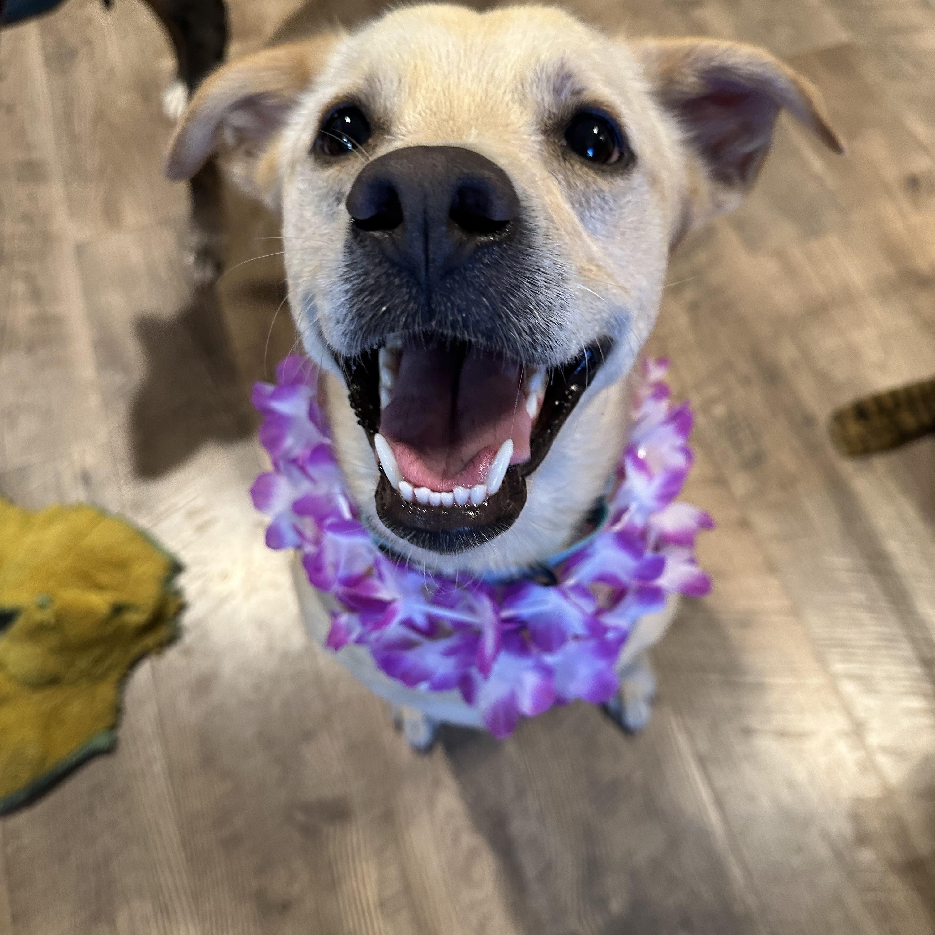 Blondie, a Adoptable mixed breed in Bellingham, WA image 3/5