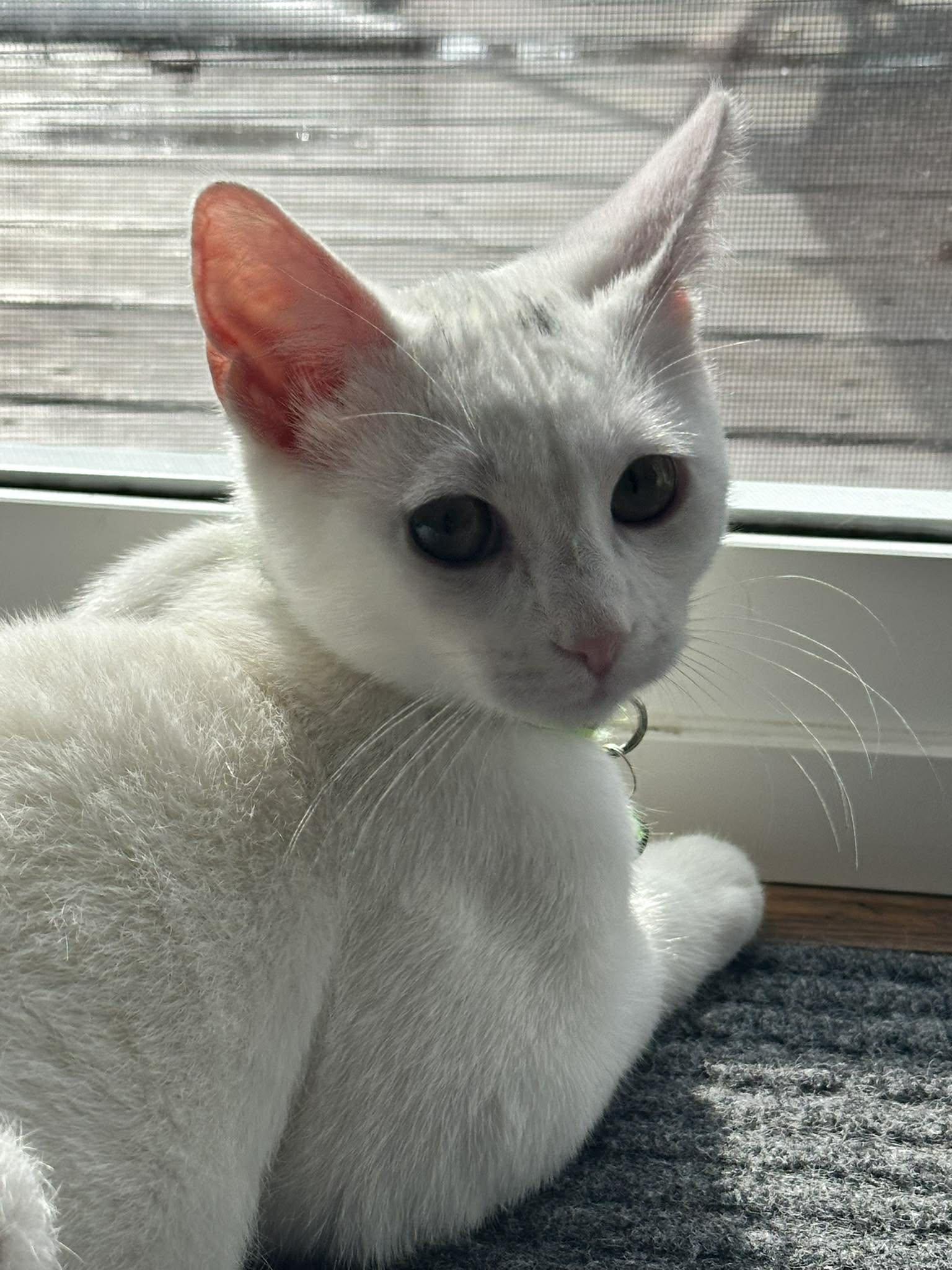 Enlarge Freddie, a ADOPTABLE Domestic Short Hair in Penfield, NY image 6/6