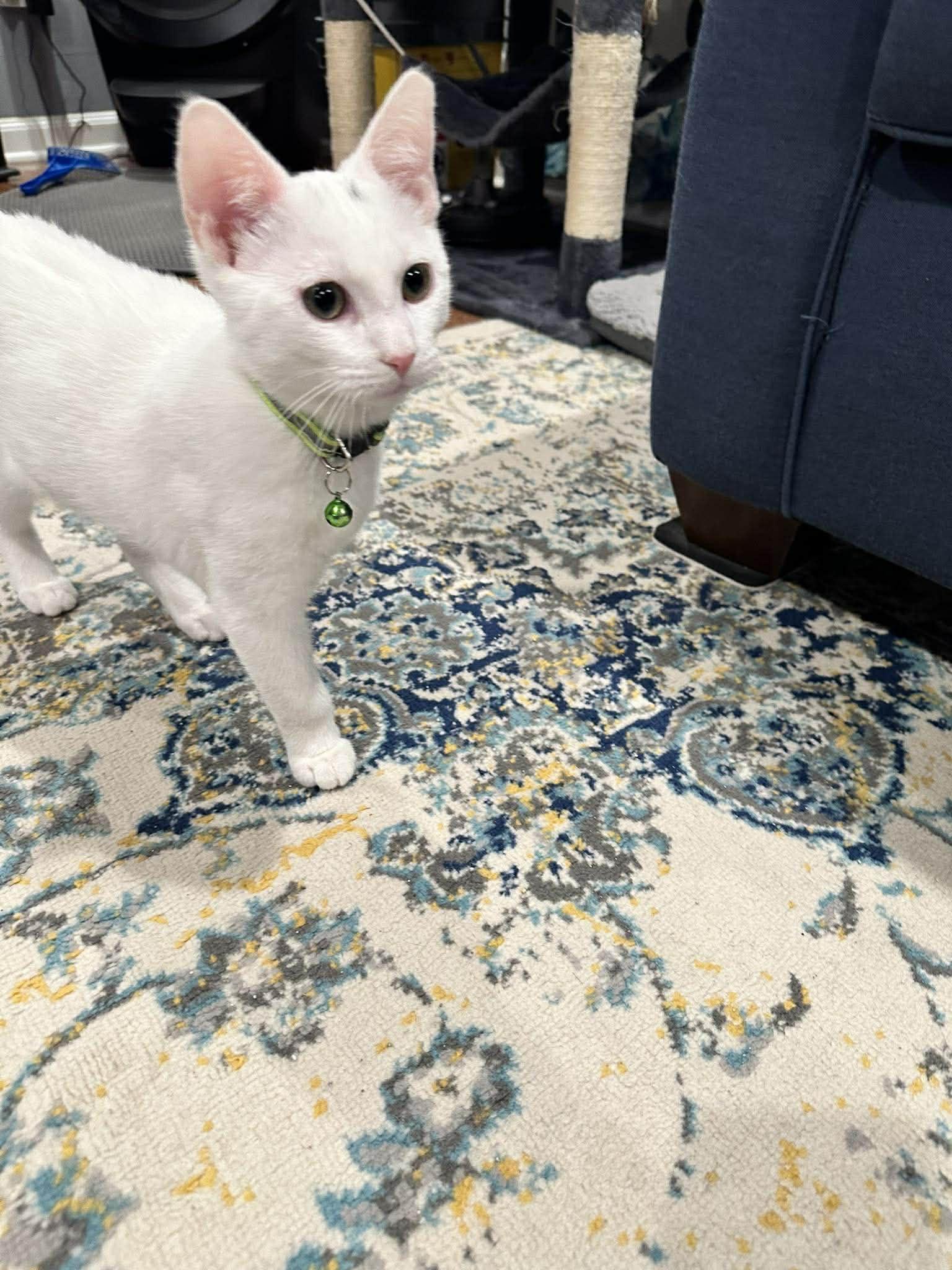 Enlarge Freddie, a ADOPTABLE Domestic Short Hair in Penfield, NY image 4/6