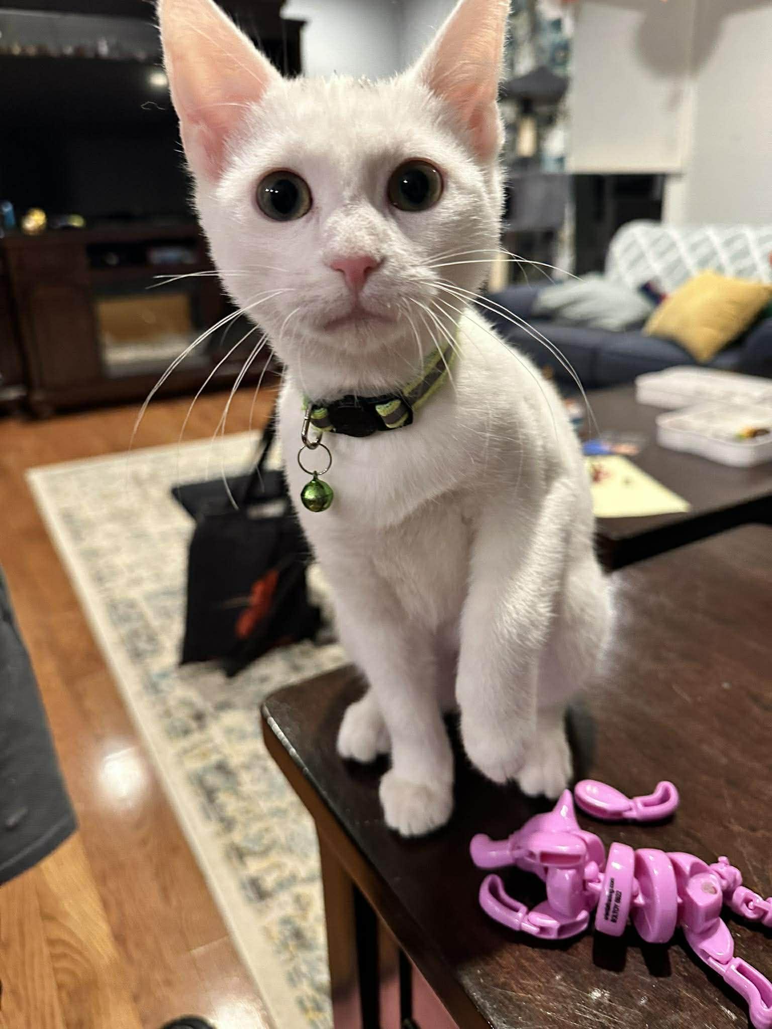 Enlarge Freddie, a ADOPTABLE Domestic Short Hair in Penfield, NY image 2/6