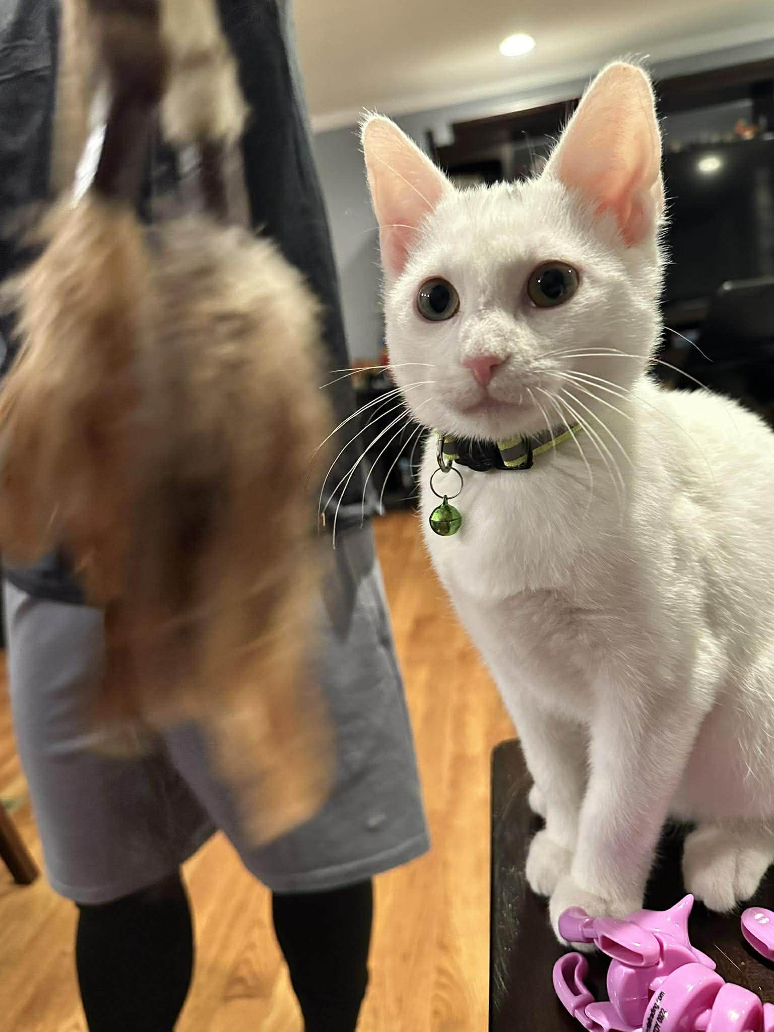 Enlarge Freddie, a ADOPTABLE Domestic Short Hair in Penfield, NY image 3/6