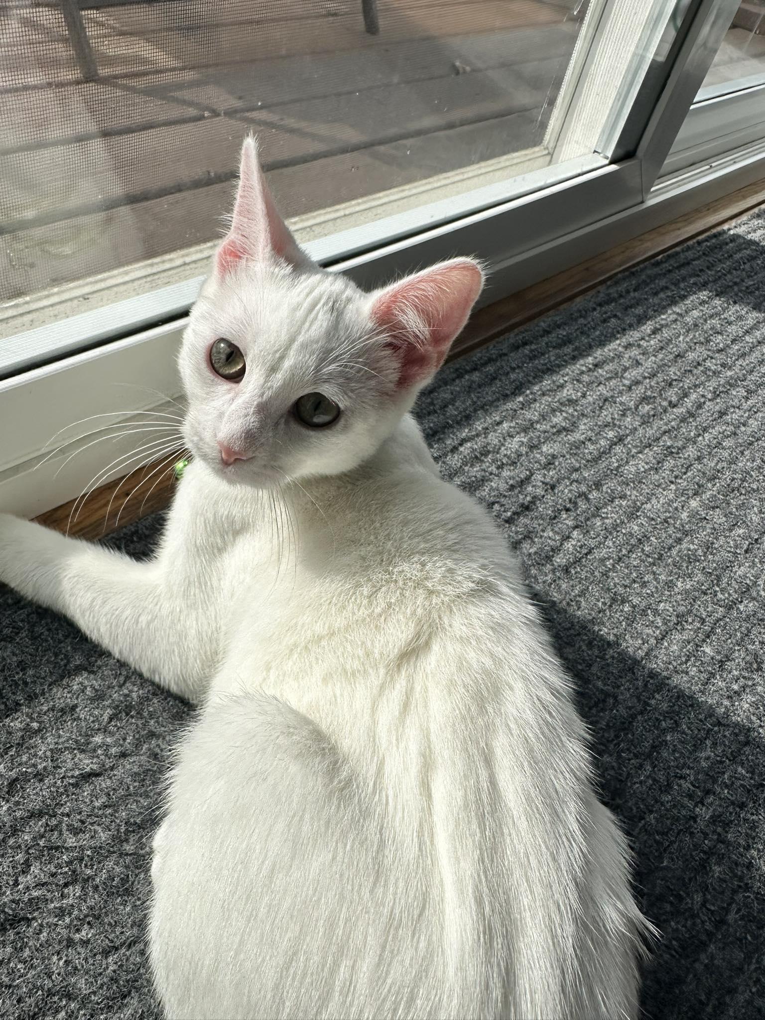 Enlarge Freddie, a ADOPTABLE Domestic Short Hair in Penfield, NY image 5/6