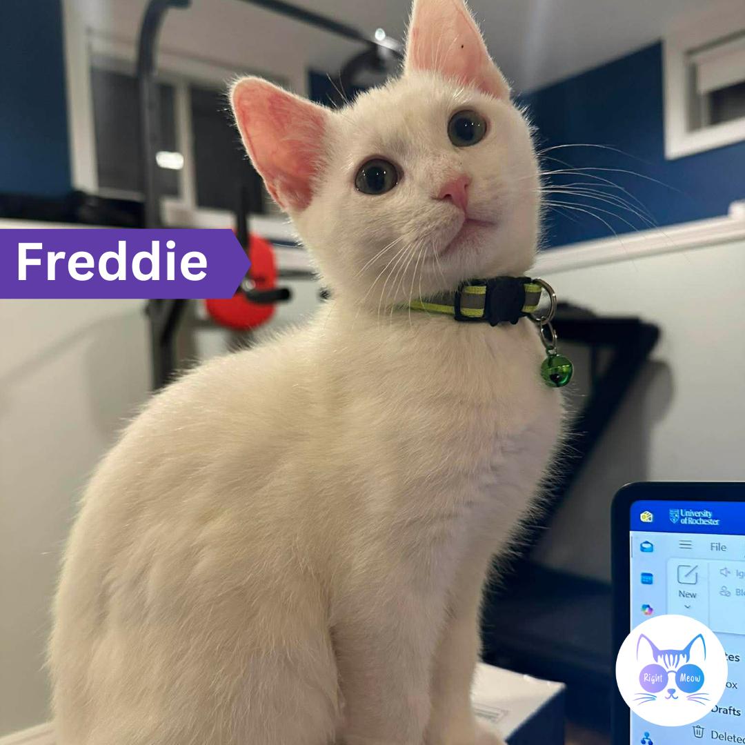 Enlarge Freddie, a ADOPTABLE Domestic Short Hair in Penfield, NY image 1/6