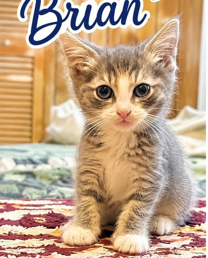 Brian, ADOPTABLE, Kitten Male Tabby.