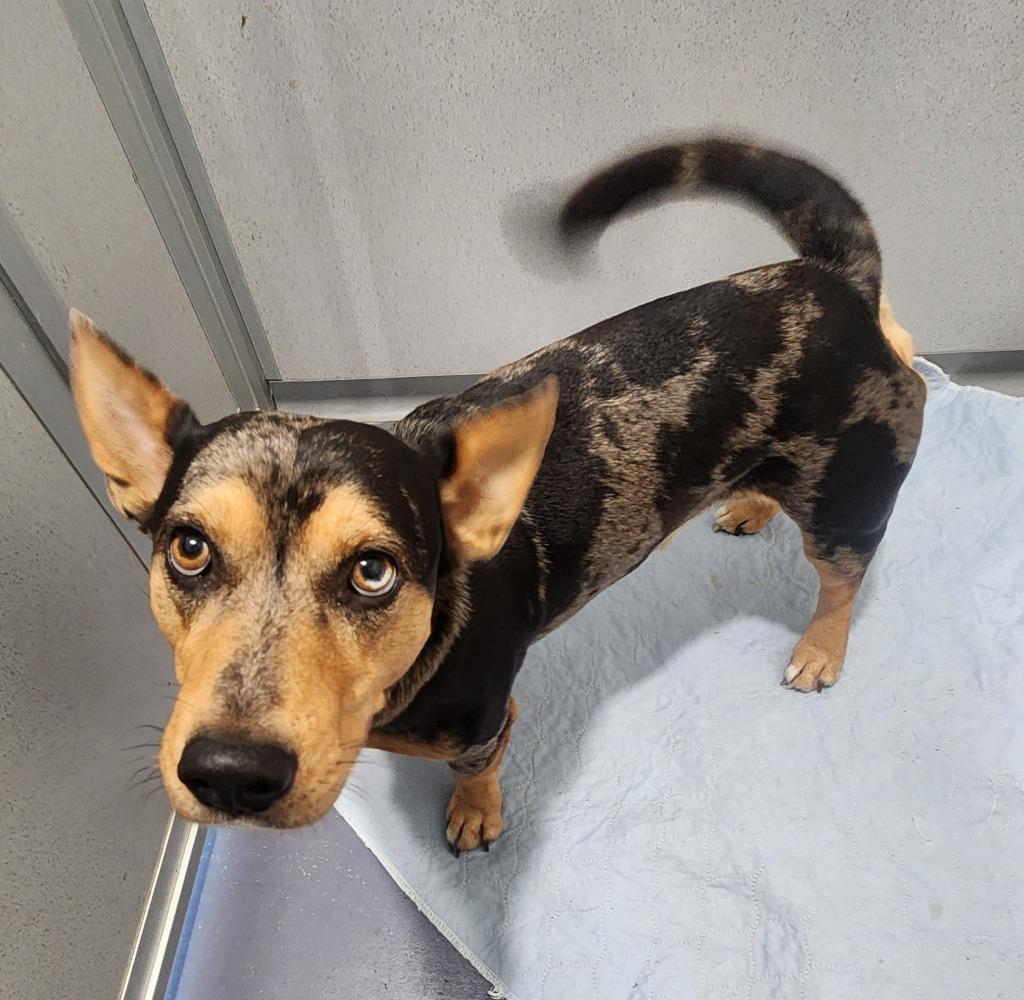 Ash, Adoptable, Adult Male Cattle Dog & Corgi.