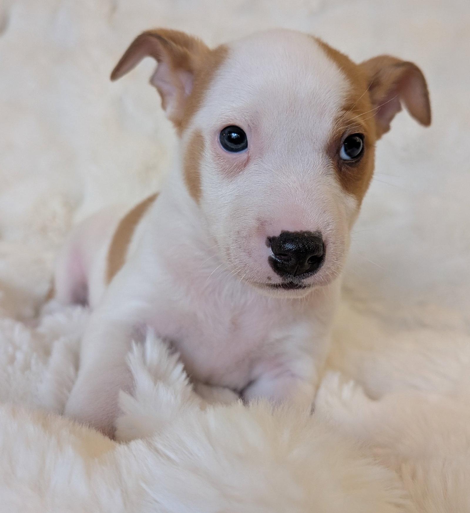Declan, Adoptable, Puppy Male Australian Cattle Dog / Blue Heeler.