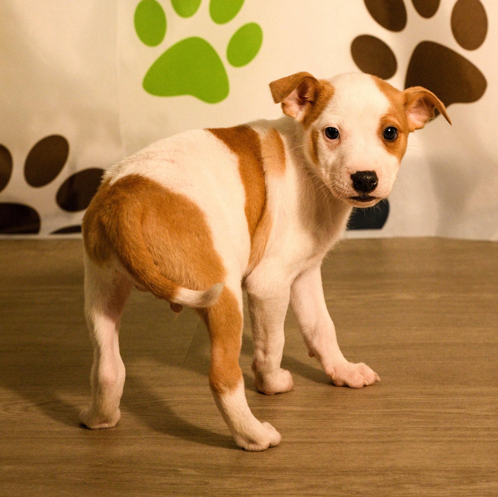 Declan, a Adoptable Australian Cattle Dog / Blue Heeler in Brooklyn Center, MN image 2/3