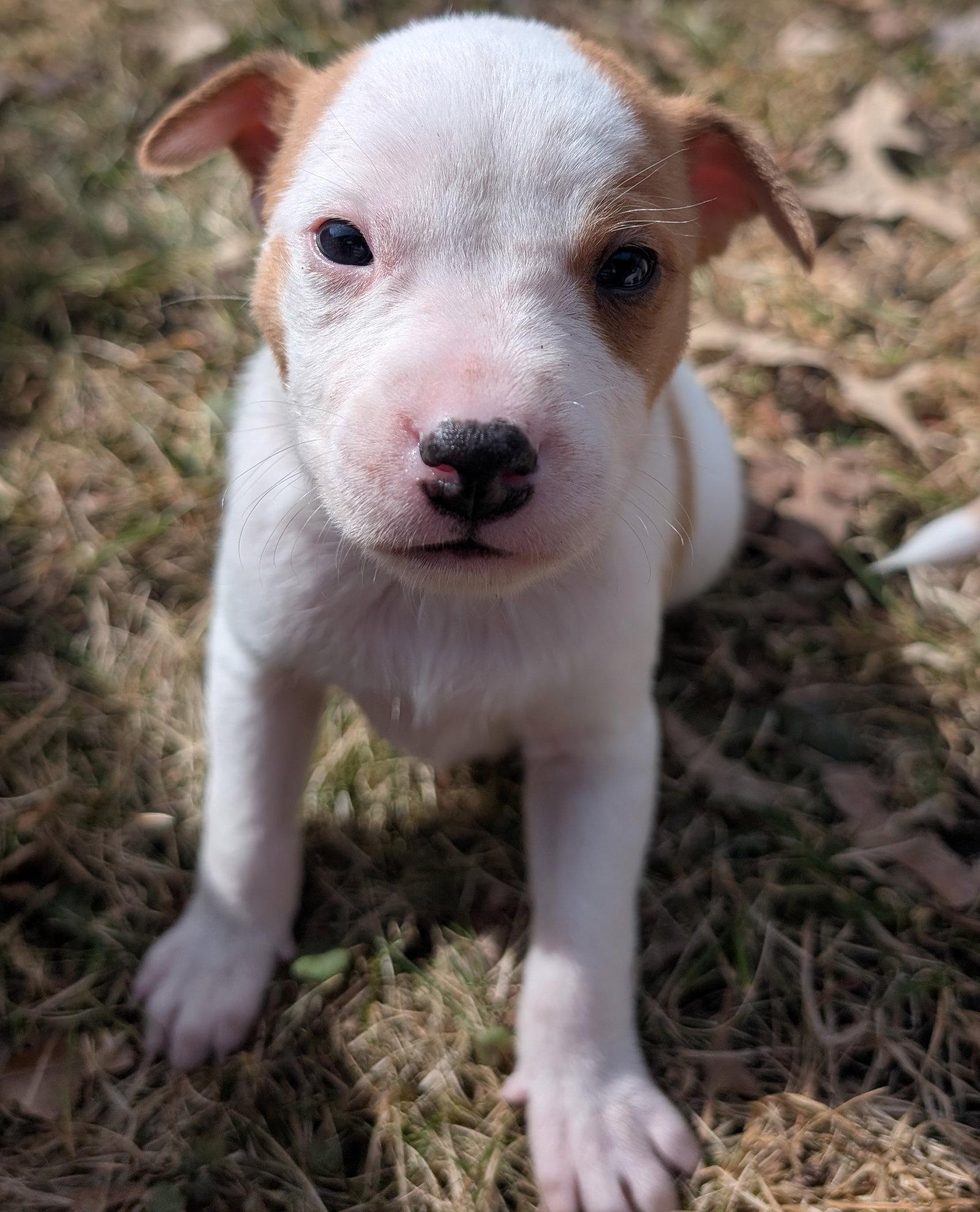 Declan, a Adoptable Australian Cattle Dog / Blue Heeler in Brooklyn Center, MN image 3/3
