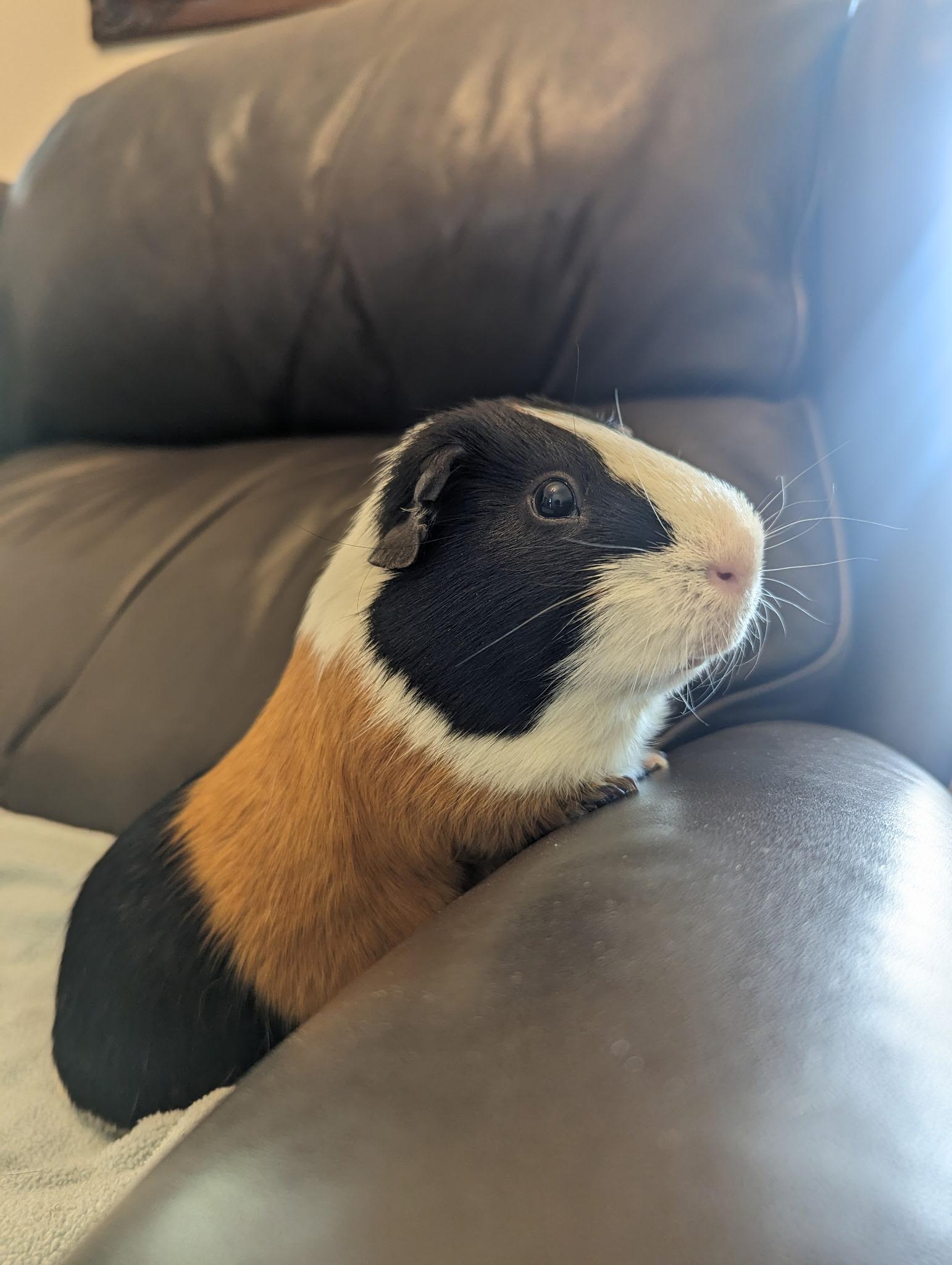 Squeaky