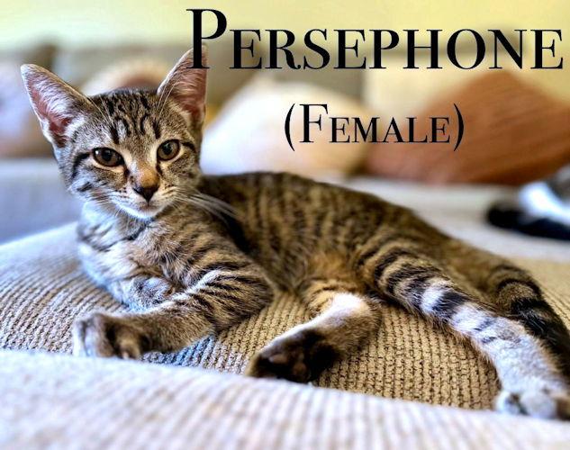 Enlarge Persephone, a Adopted Tabby in Rutherfordton, NC image 1/1