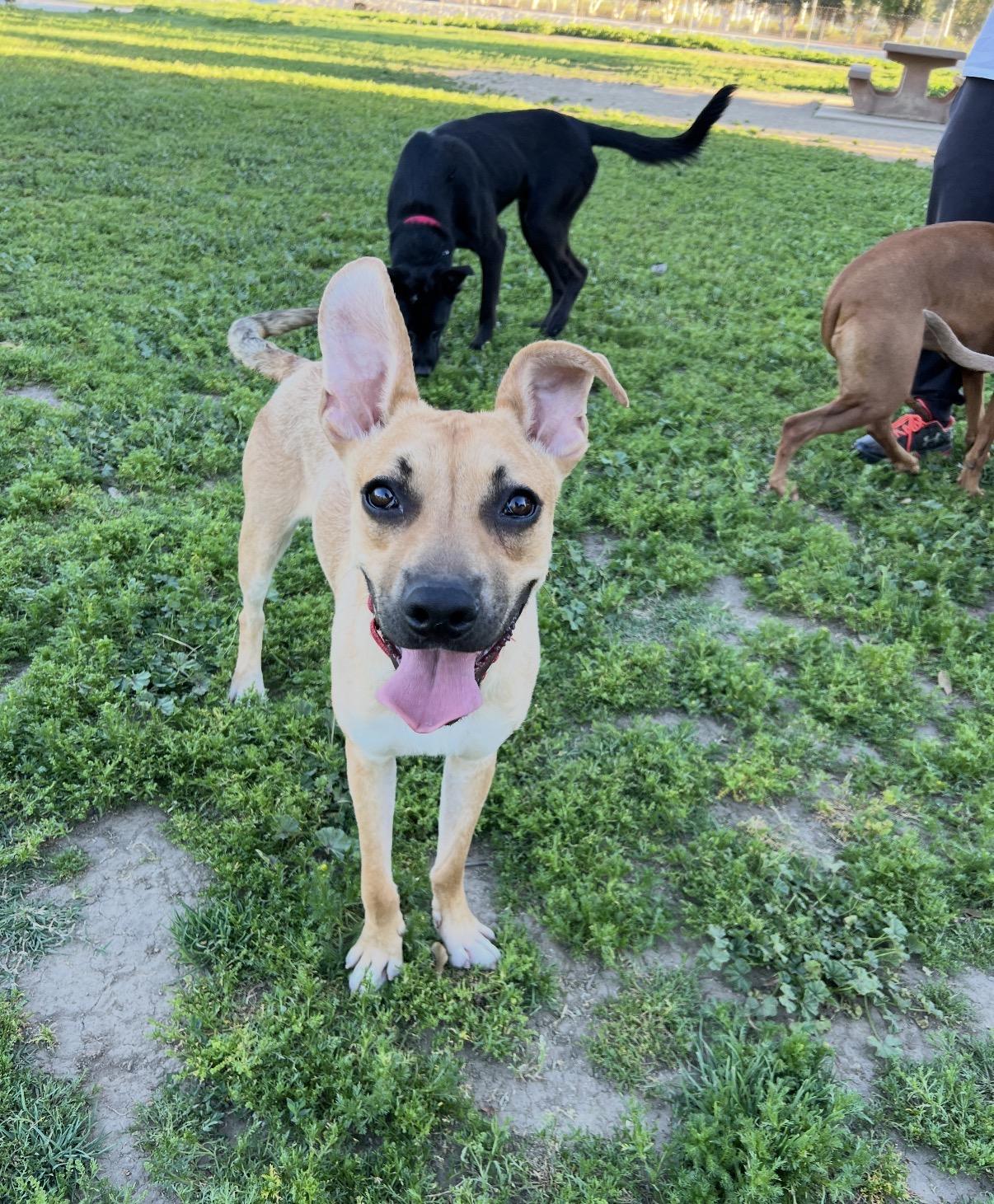 Archie , ADOPTABLE, Young Male Shepherd.