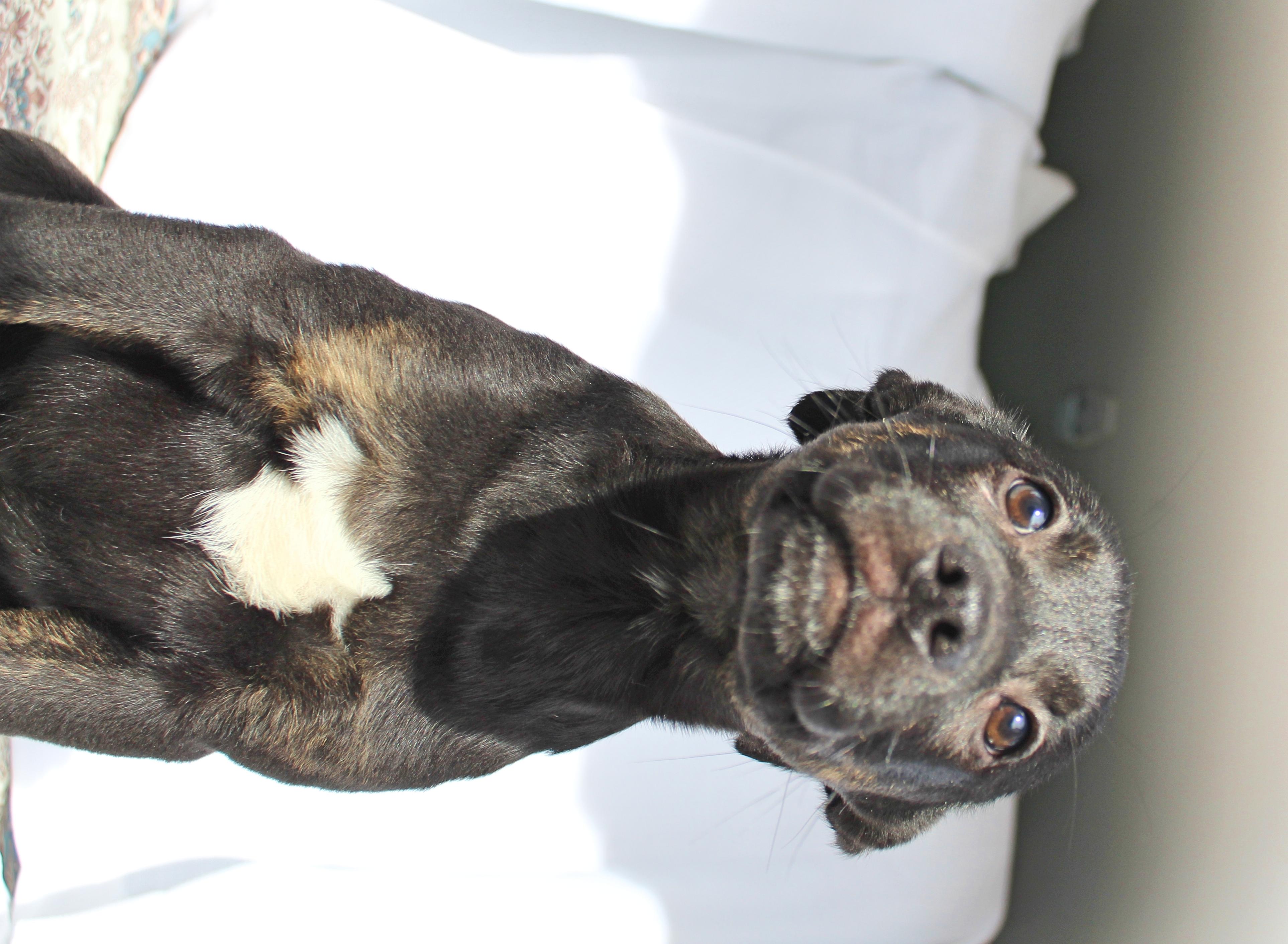 Enlarge Tucker, a ADOPTABLE mixed breed in Springfield, OH image 4/6