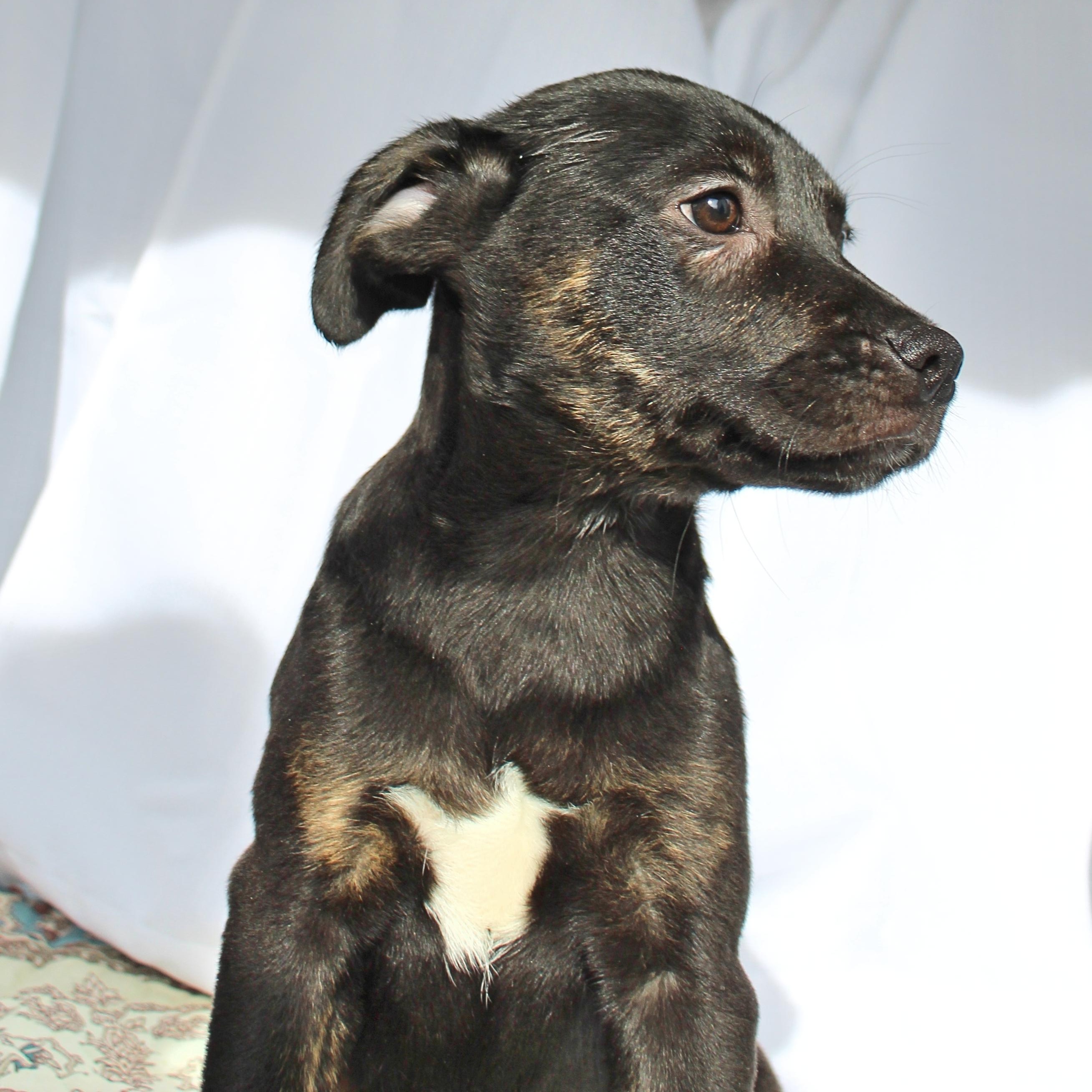 Enlarge Tucker, a ADOPTABLE mixed breed in Springfield, OH image 1/6