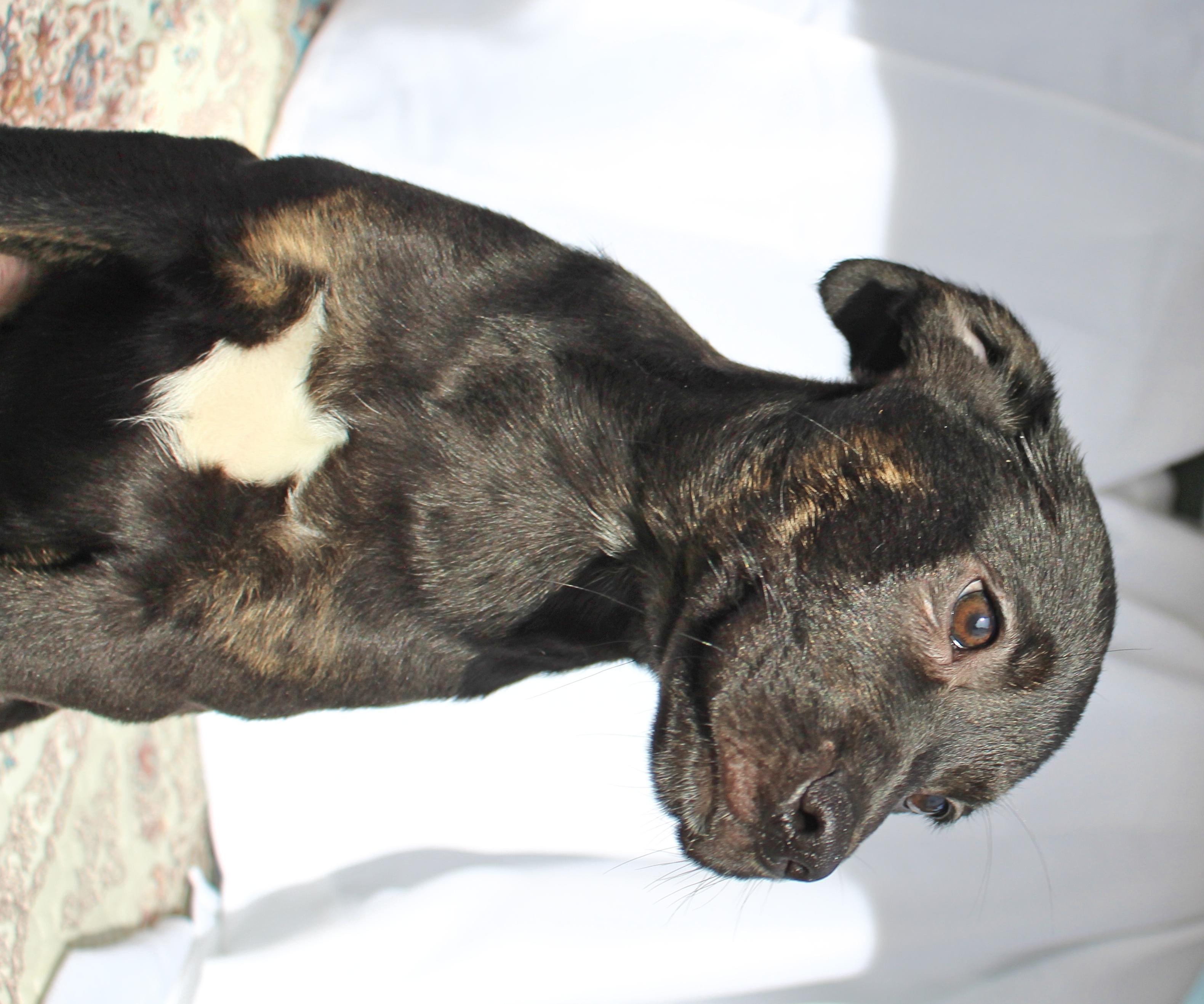 Enlarge Tucker, a ADOPTABLE mixed breed in Springfield, OH image 6/6