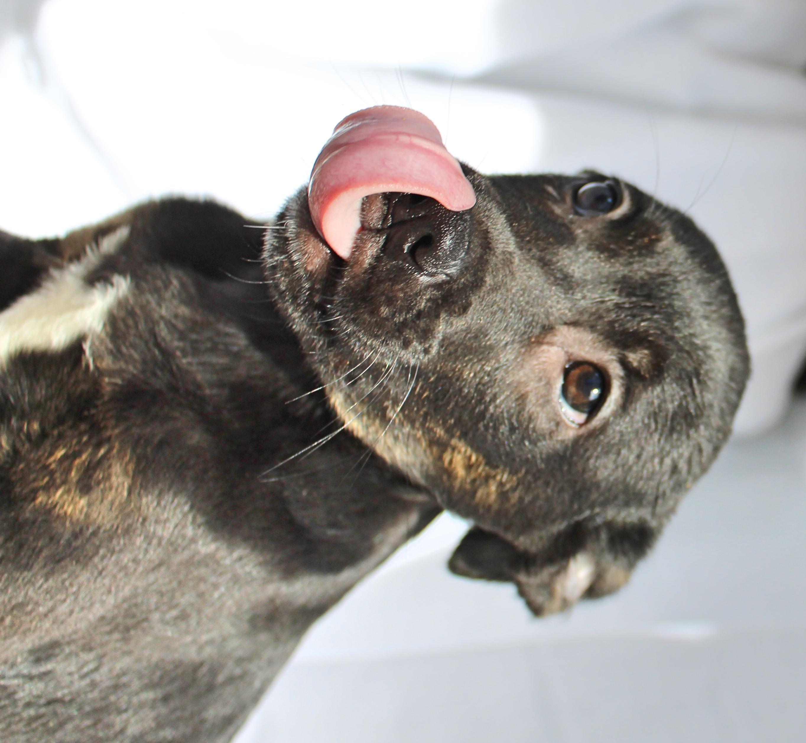 Enlarge Tucker, a ADOPTABLE mixed breed in Springfield, OH image 3/6