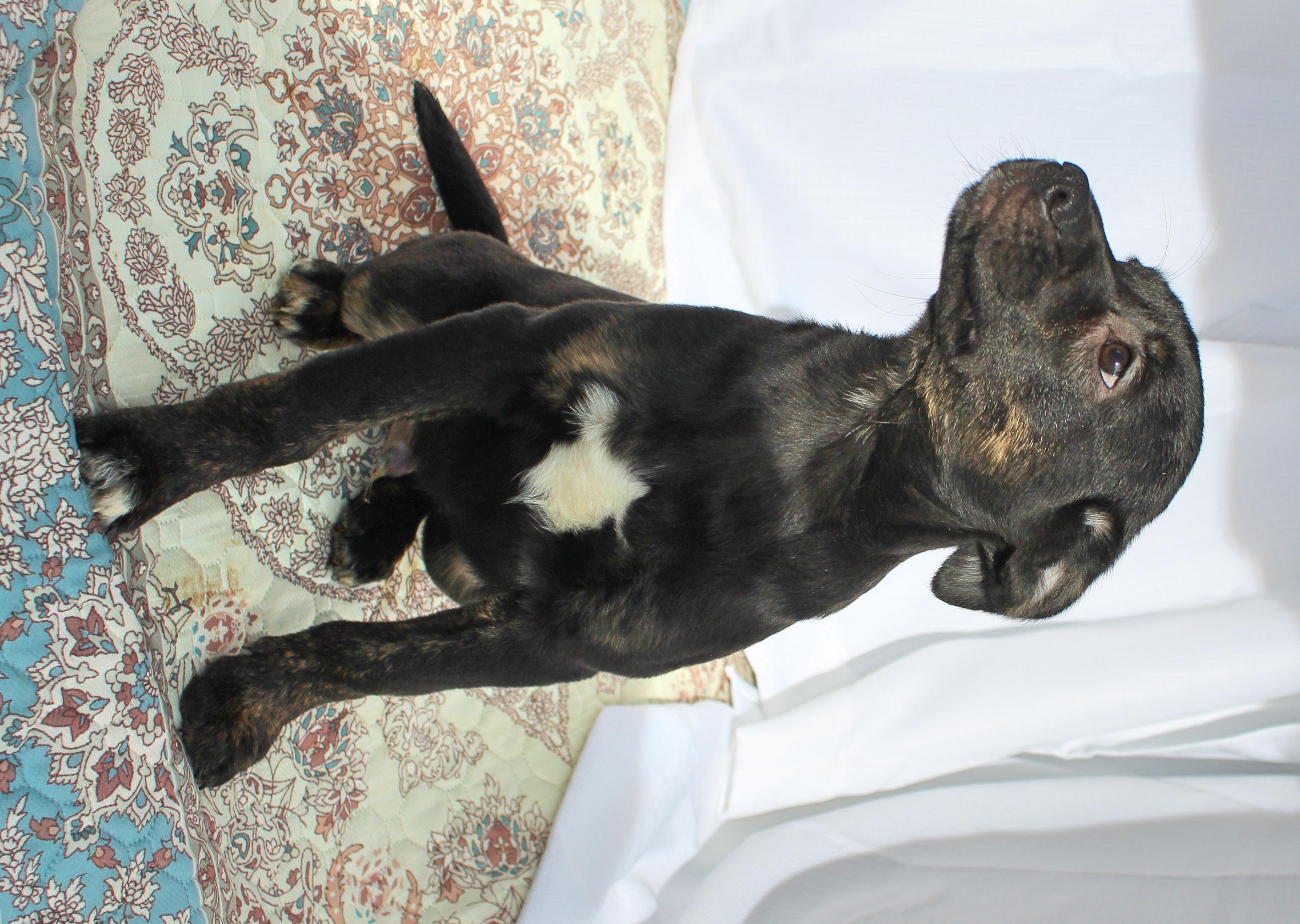 Enlarge Tucker, a ADOPTABLE mixed breed in Springfield, OH image 2/6