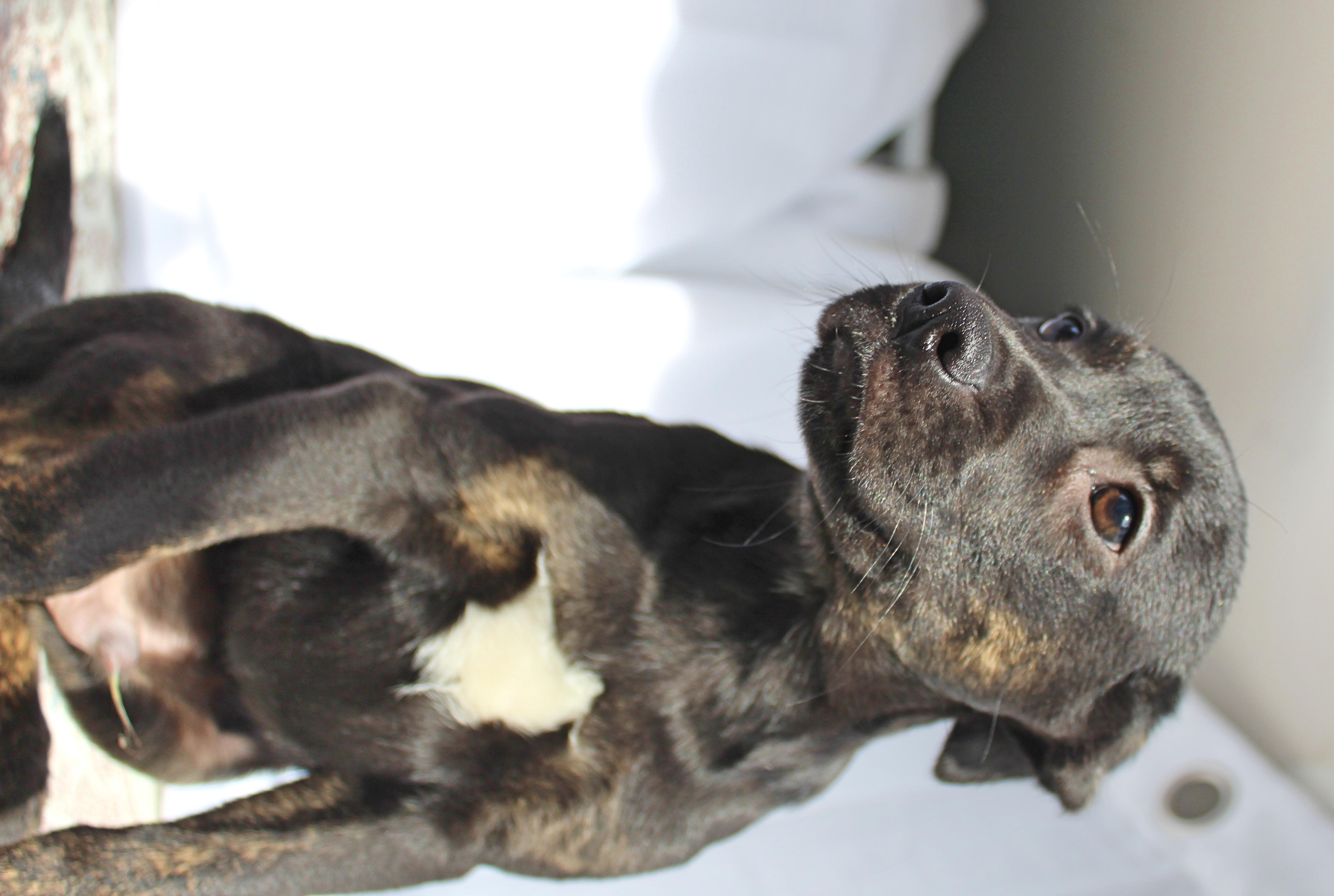 Enlarge Tucker, a ADOPTABLE mixed breed in Springfield, OH image 5/6