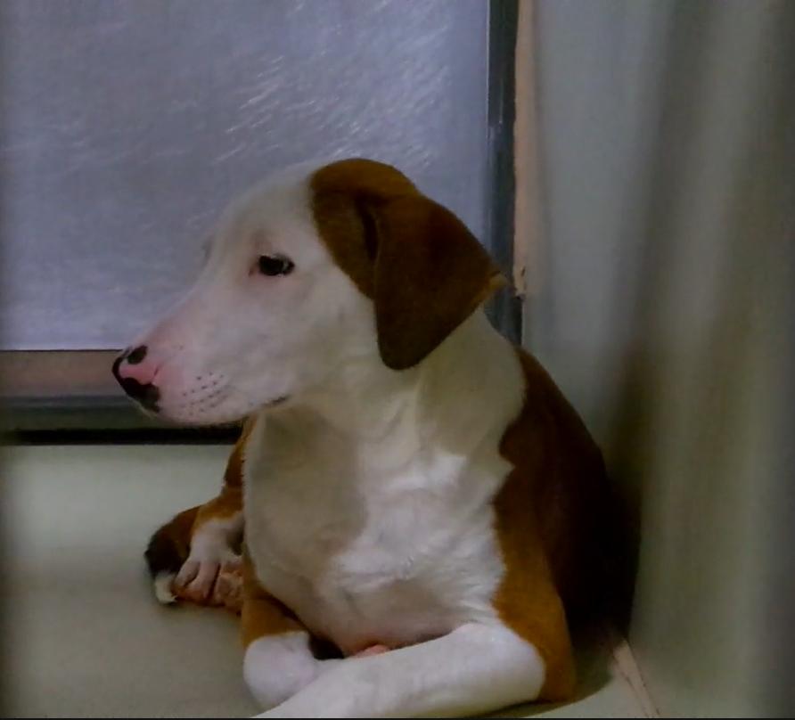 Richard (formerly Olvie) -- LONGTIME RESIDENT!!, adoptable, Young Male Cattle Dog & Hound.