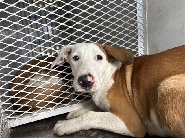 Enlarge Richard (formerly Olvie) -- LONGTIME RESIDENT!!, an adoptable mixed breed in Thousand Oaks, CA image 2/2