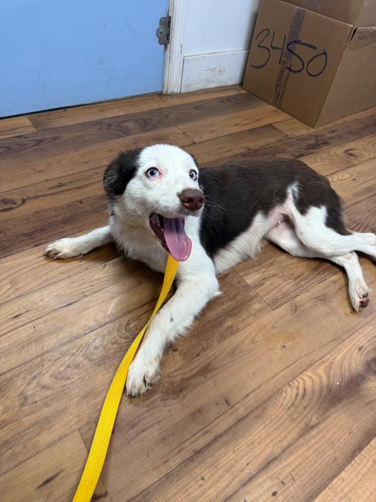 Rosemary, Adoptable, Young Female Collie & Mixed Breed.