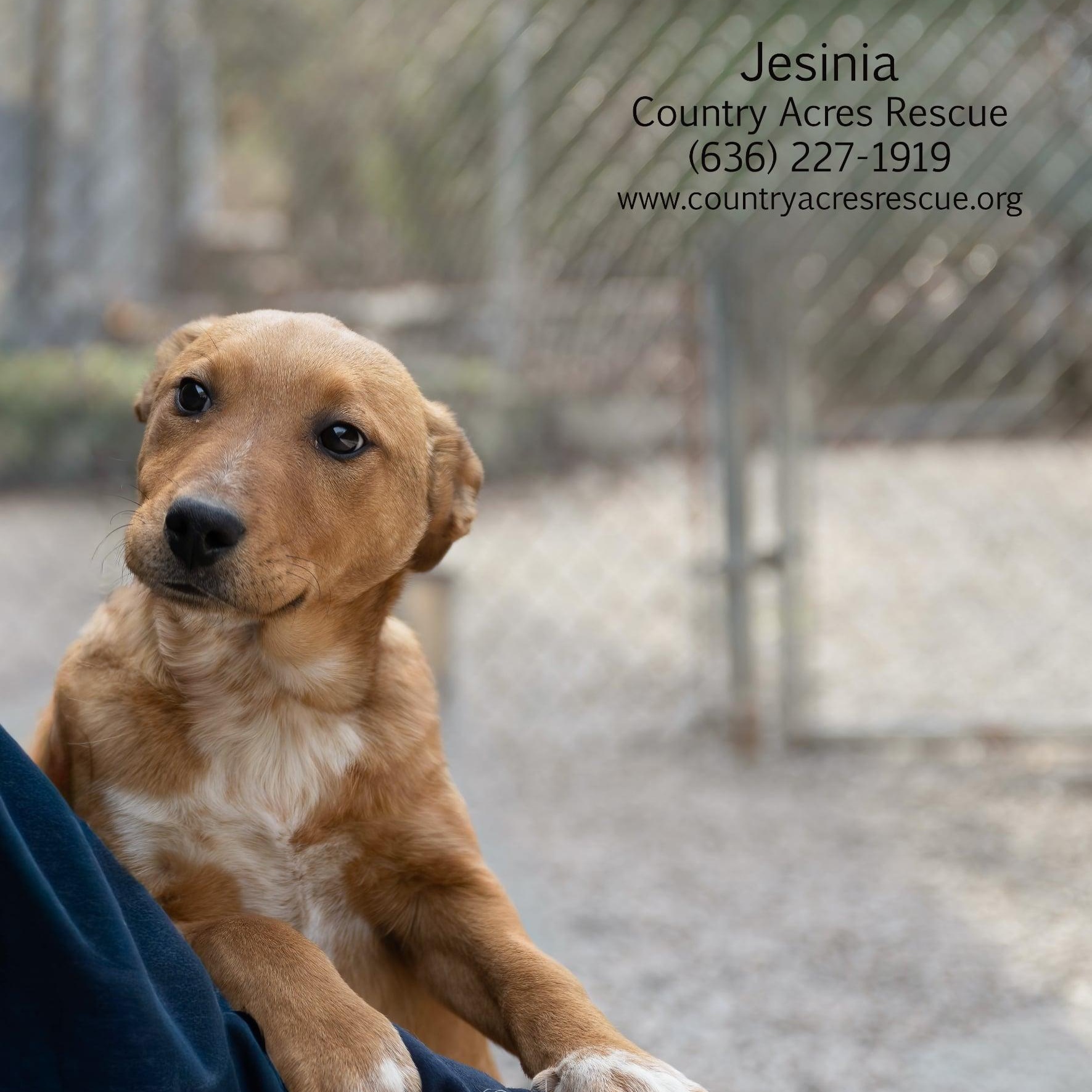 Jesinia, ADOPTABLE, Puppy Female Cattle Dog.