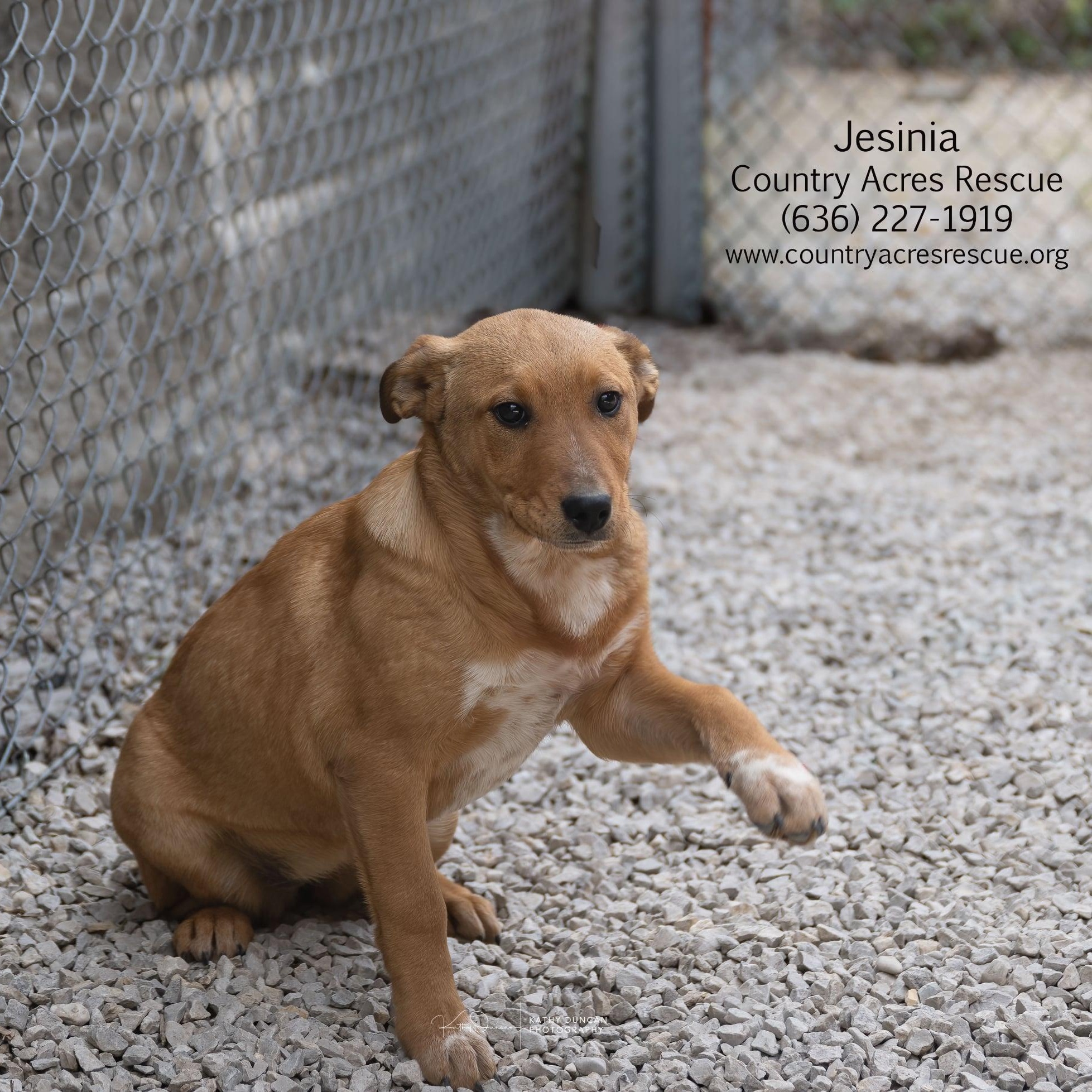 Enlarge Jesinia, a ADOPTABLE mixed breed in Manchester, MO image 2/2