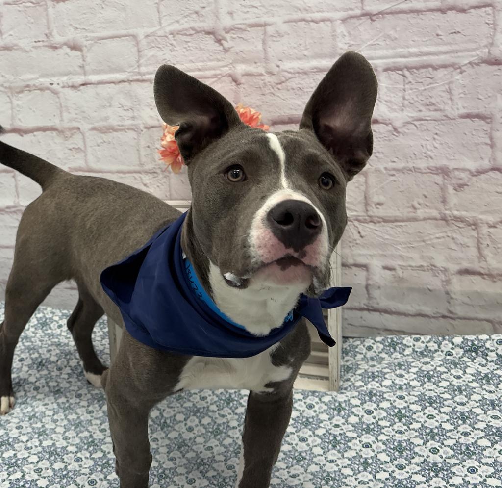 Blinky Beans, Adoptable, Young Male Mixed Breed.