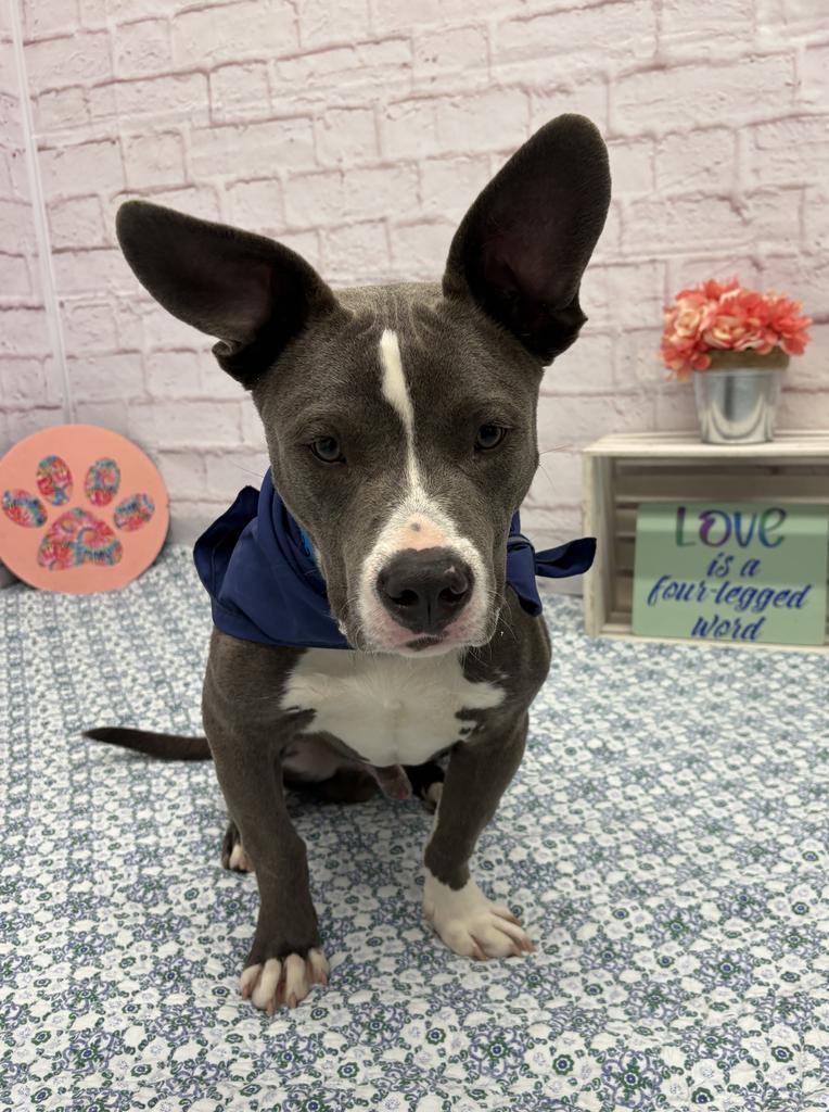 Enlarge Blinky Beans, a Adoptable mixed breed in Detroit, MI image 2/6