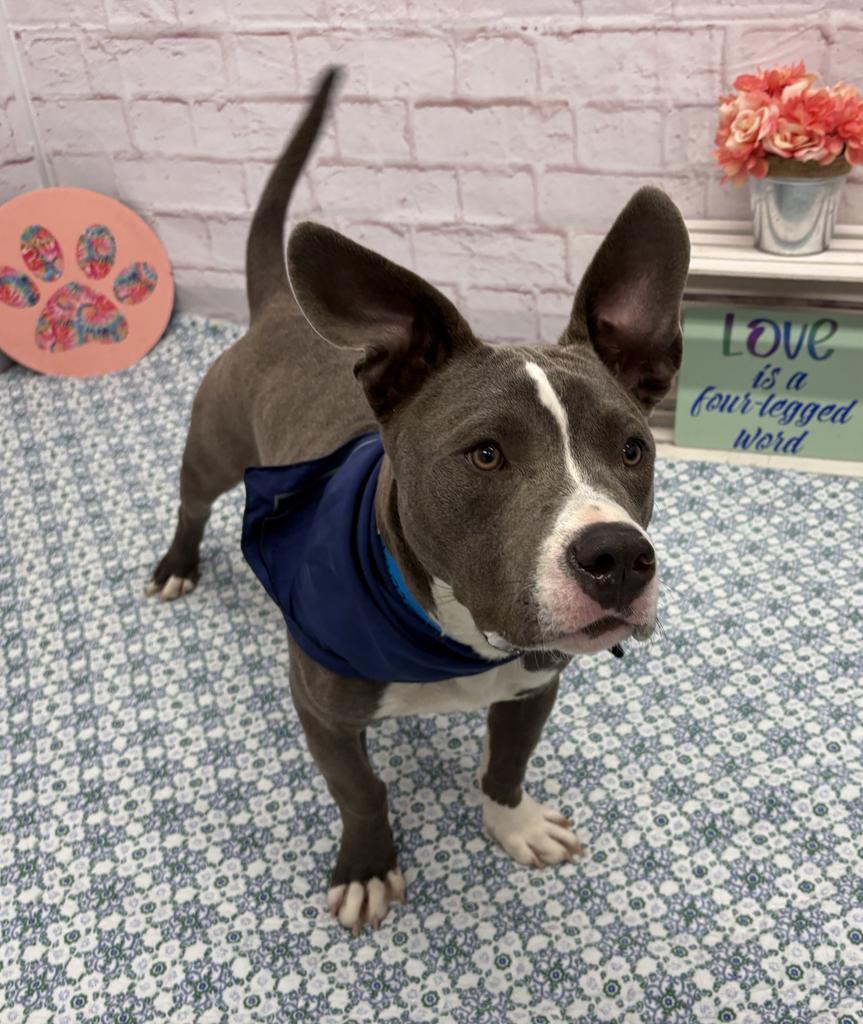 Enlarge Blinky Beans, a Adoptable mixed breed in Detroit, MI image 3/6