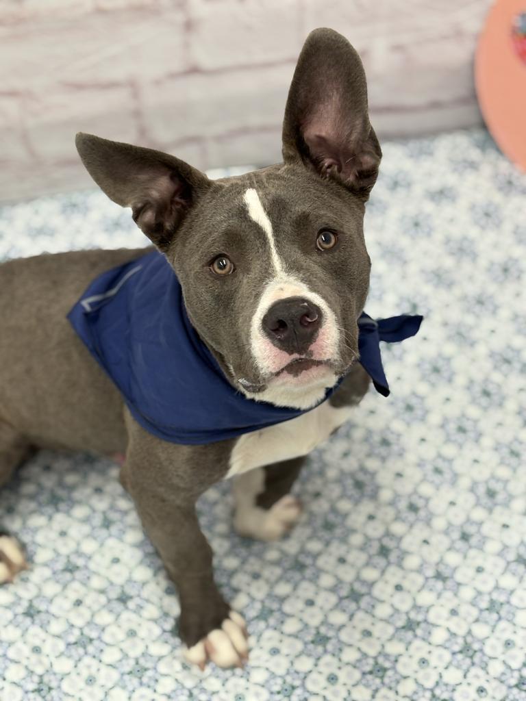 Enlarge Blinky Beans, a Adoptable mixed breed in Detroit, MI image 4/6
