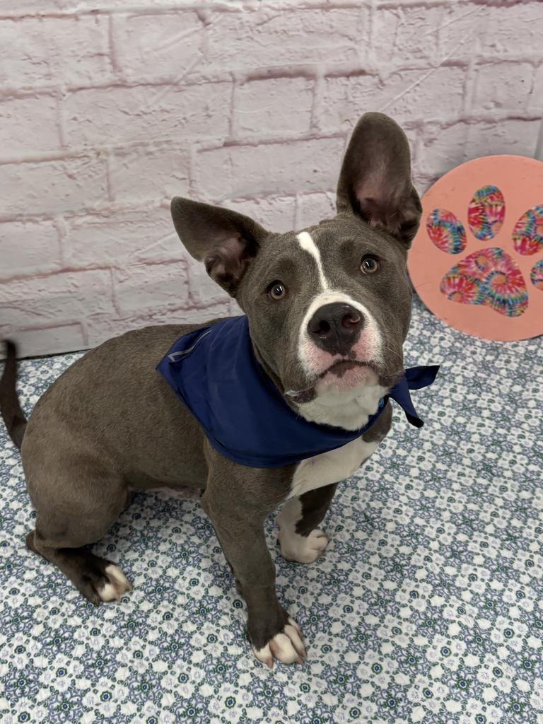 Enlarge Blinky Beans, a Adoptable mixed breed in Detroit, MI image 5/6