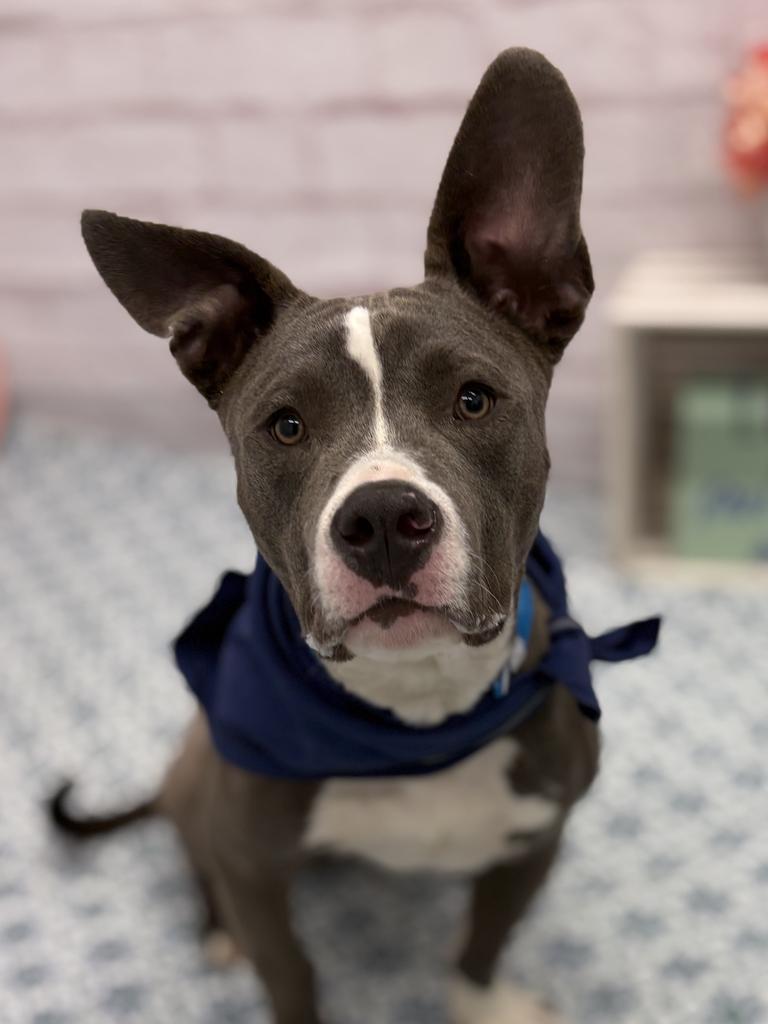Enlarge Blinky Beans, a Adoptable mixed breed in Detroit, MI image 6/6