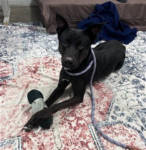 Enlarge DR. BONES, MD, a Adoptable mixed breed in Dayton, OH image 1/1