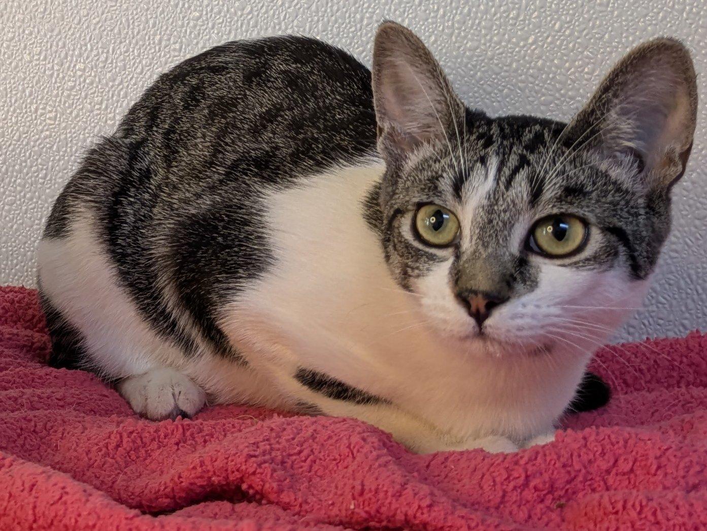 Doritos, an adoptable Domestic Short Hair, Tabby in Republic, WA, 99166 | Photo Image 4