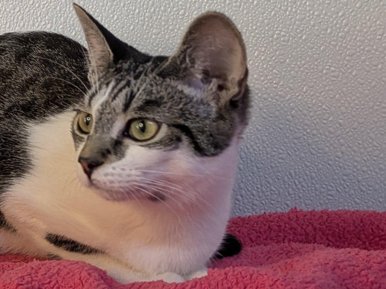 Doritos, an adoptable Domestic Short Hair, Tabby in Republic, WA, 99166 | Photo Image 5