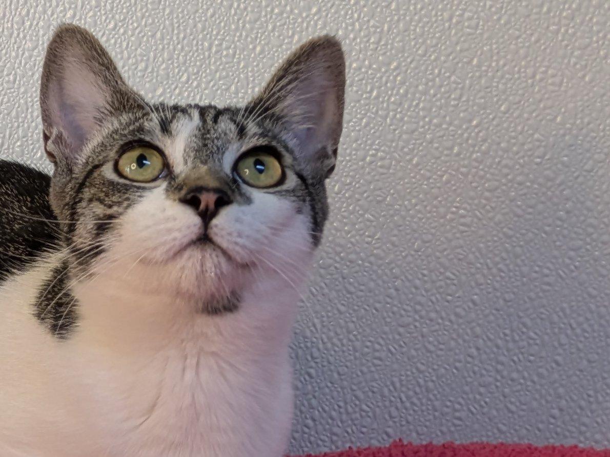 Doritos, an adoptable Domestic Short Hair, Tabby in Republic, WA, 99166 | Photo Image 3