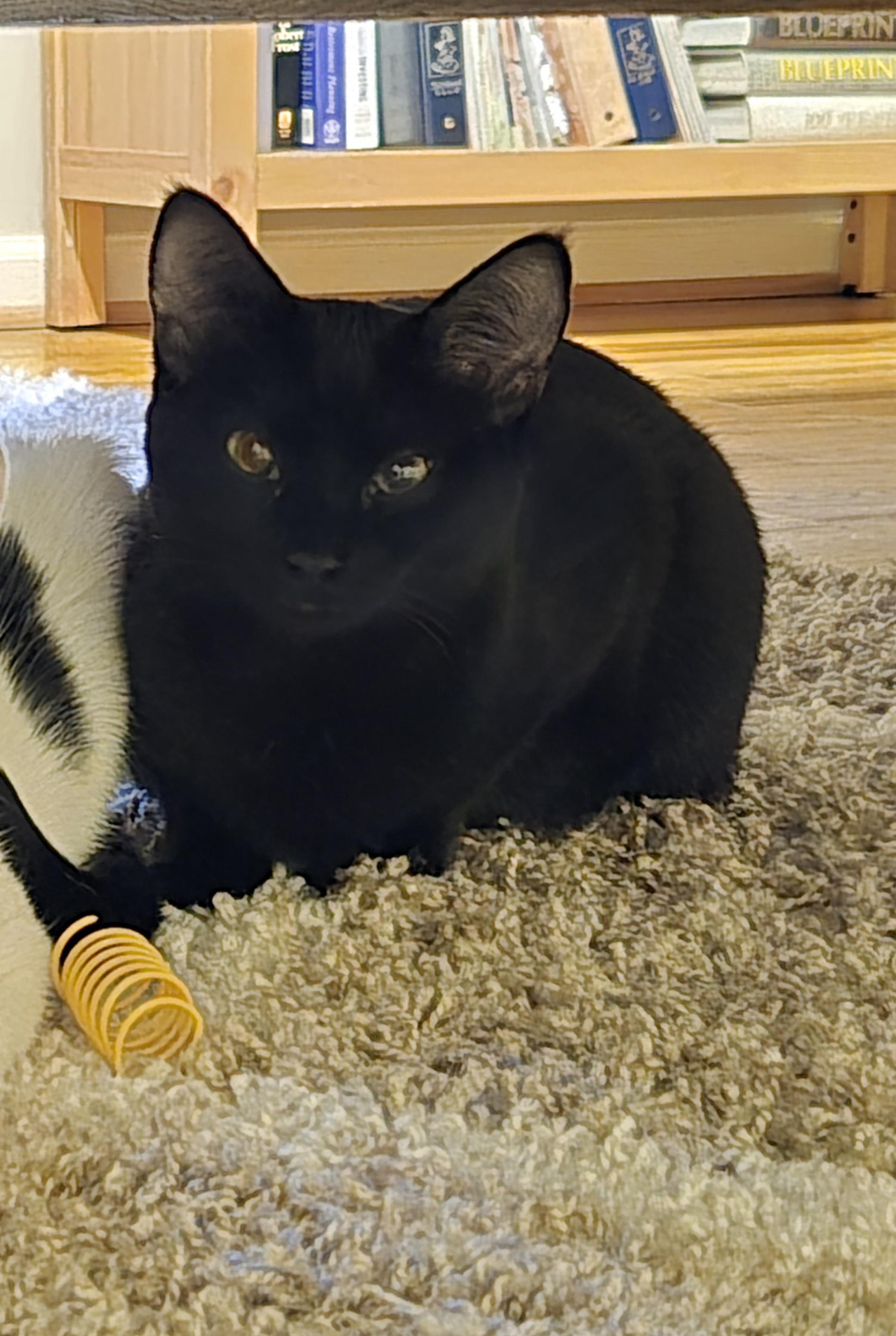 Enlarge Midna, a Adoptable Domestic Short Hair in Marietta, GA image 1/6