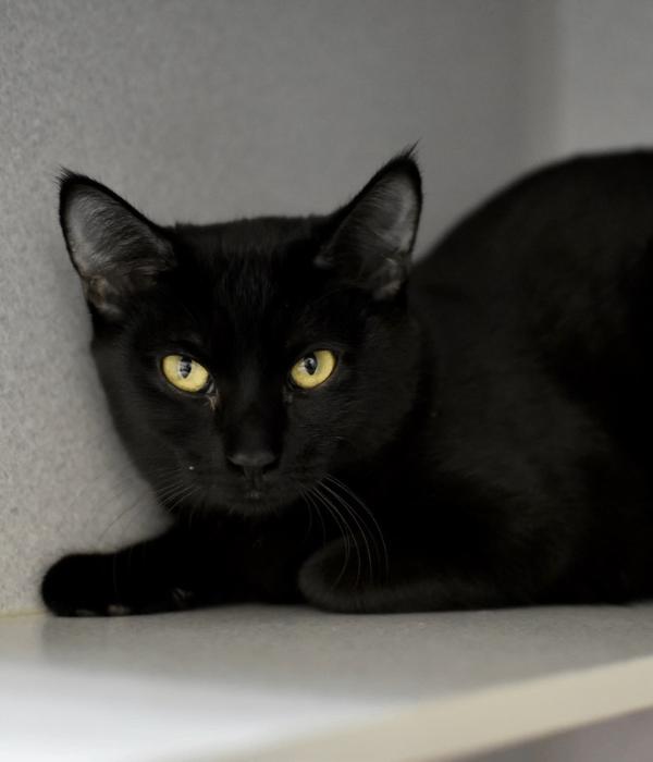 Enlarge Midna, a Adoptable Domestic Short Hair in Marietta, GA image 2/6