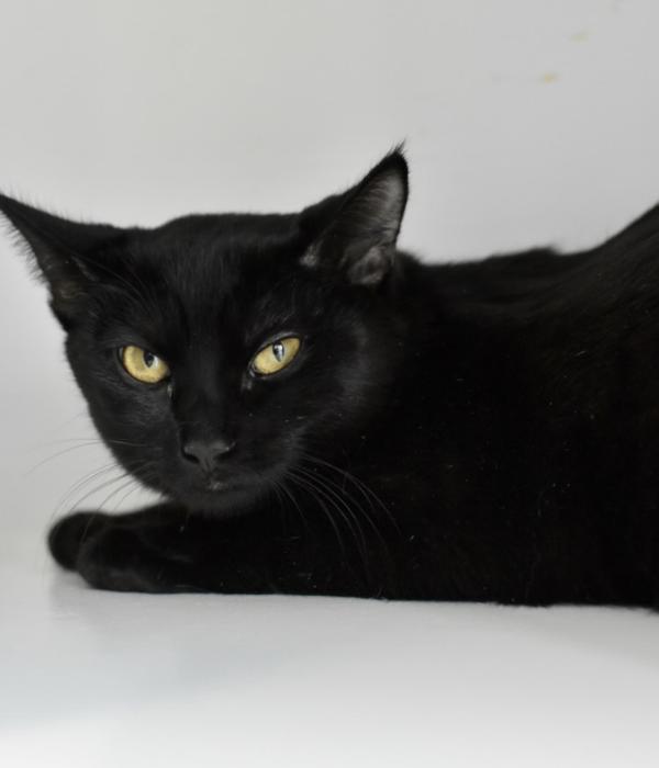 Enlarge Midna, a Adoptable Domestic Short Hair in Marietta, GA image 4/6