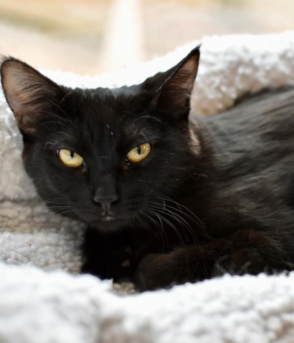 Enlarge Midna, a Adoptable Domestic Short Hair in Marietta, GA image 5/6