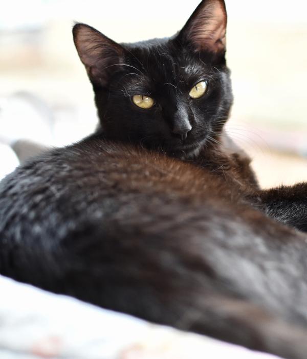 Enlarge Midna, a Adoptable Domestic Short Hair in Marietta, GA image 6/6