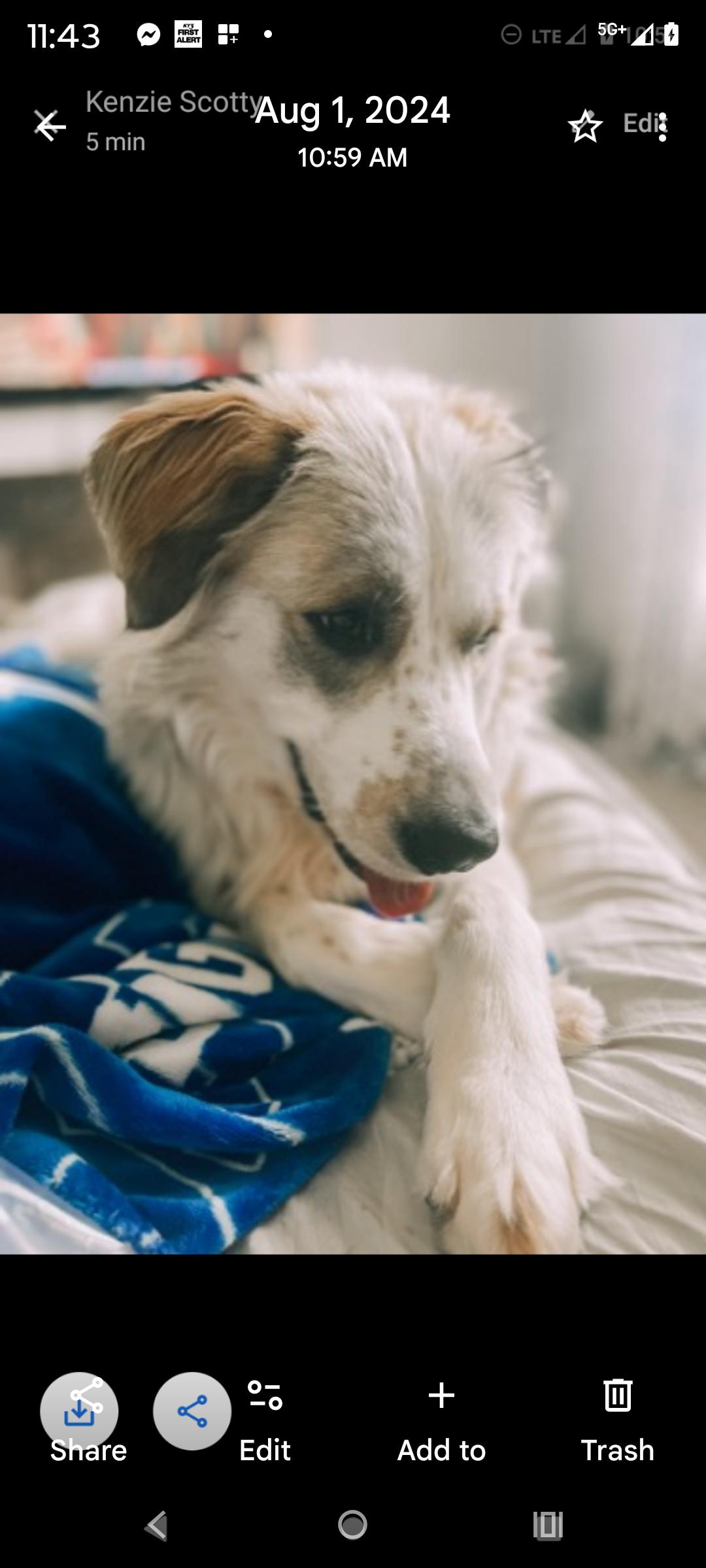 Enlarge Scotty, a Adoptable mixed breed in Nixa, MO image 4/5