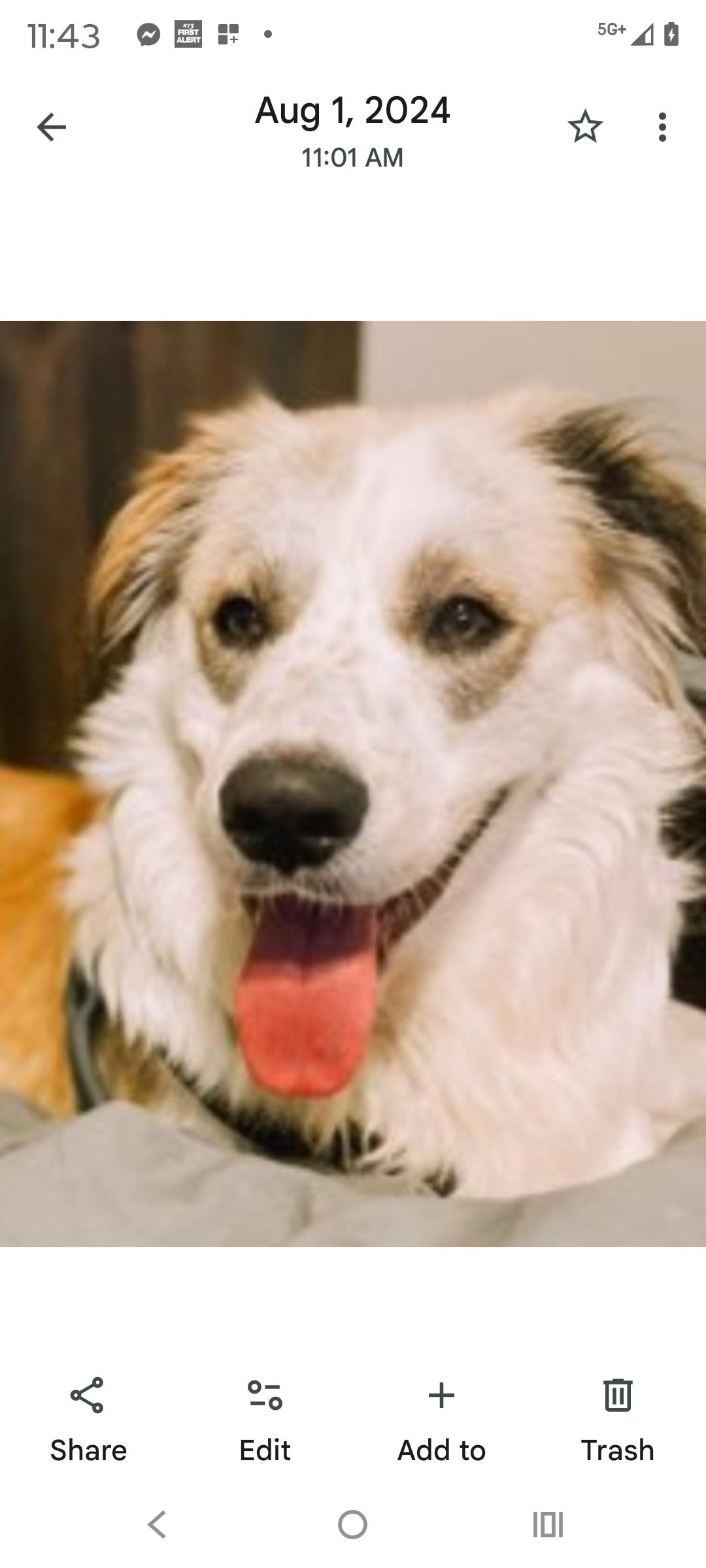 Scotty, Adoptable, Adult Male Great Pyrenees & Anatolian Shepherd.