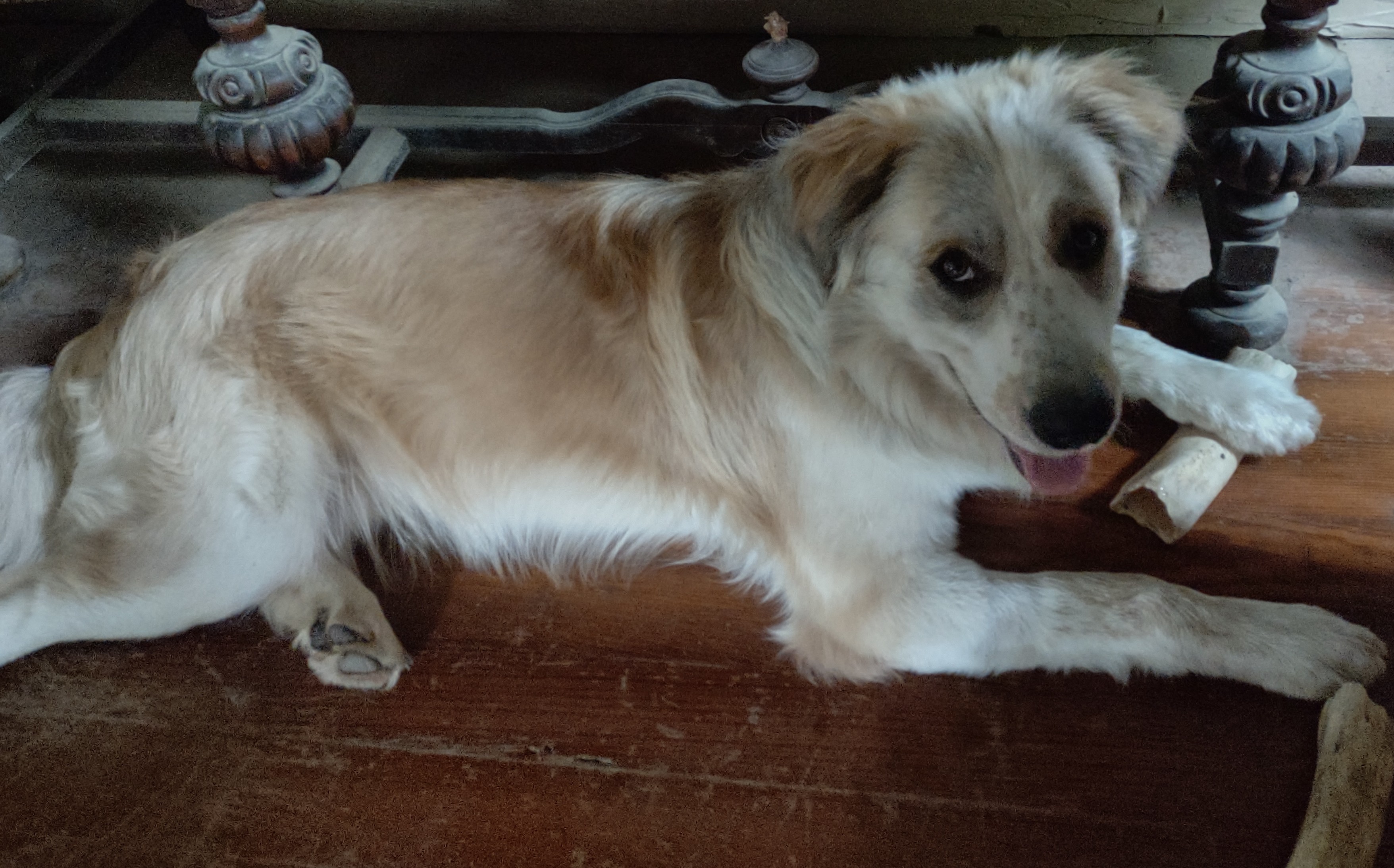 Scotty, Adoptable, Adult Male Mixed Breed.