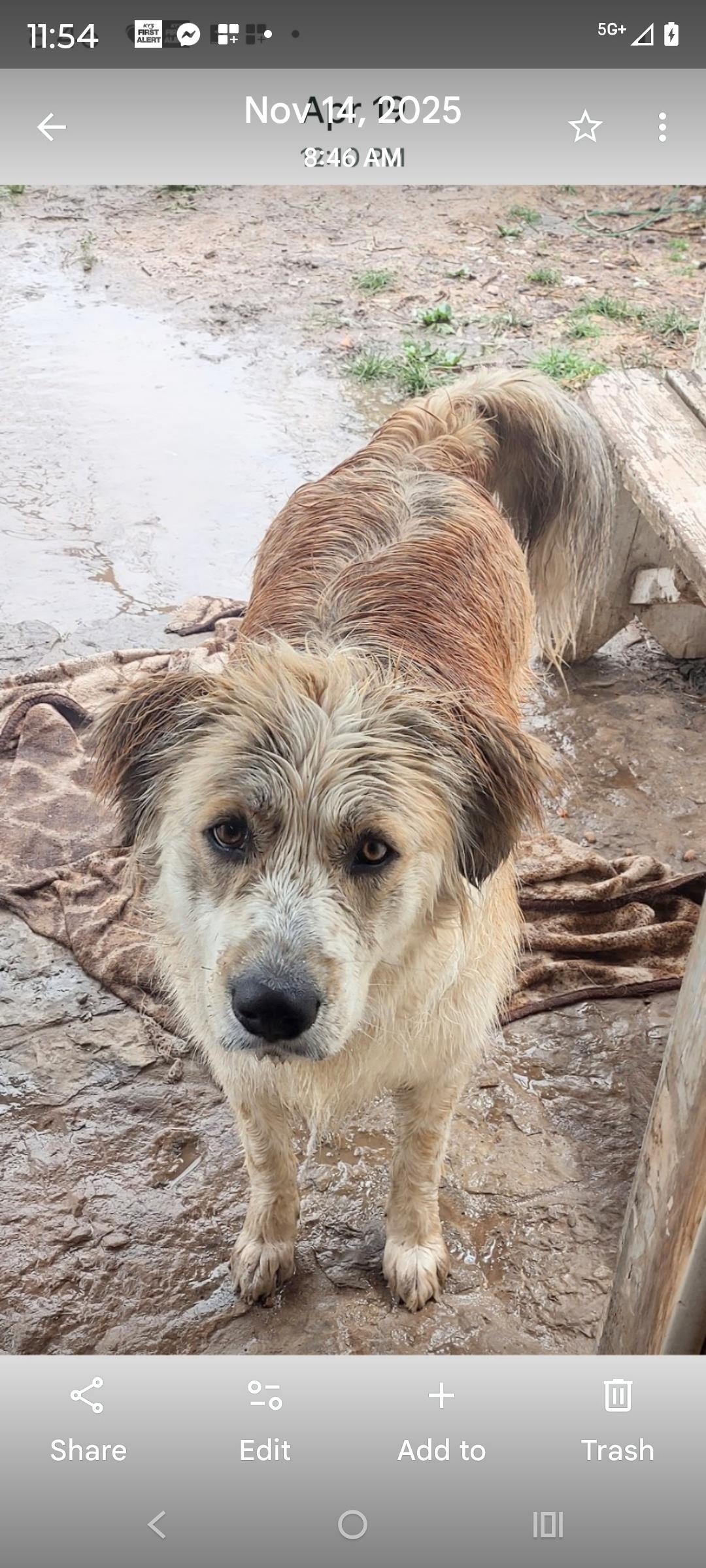 Enlarge Scotty, a Adoptable mixed breed in Nixa, MO image 5/5