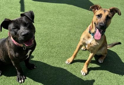 Enlarge Twix, a Adoptable mixed breed in Farmers Branch, TX image 1/3