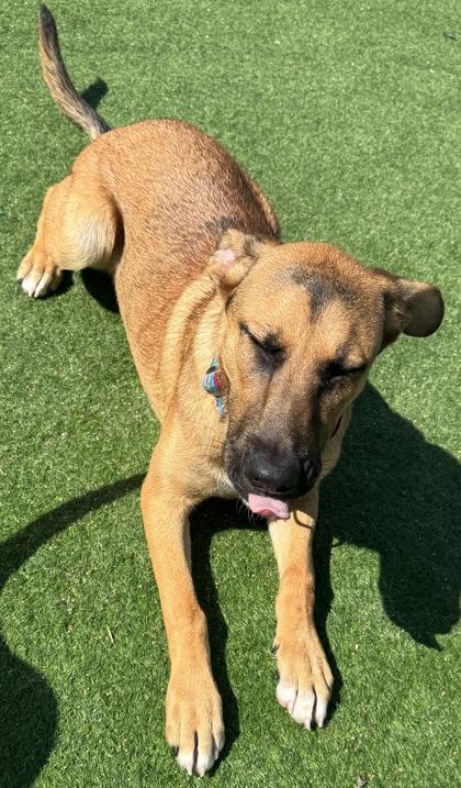 Enlarge Twix, a Adoptable mixed breed in Farmers Branch, TX image 2/3