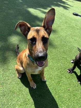 Enlarge Twix, a Adoptable mixed breed in Farmers Branch, TX image 3/3