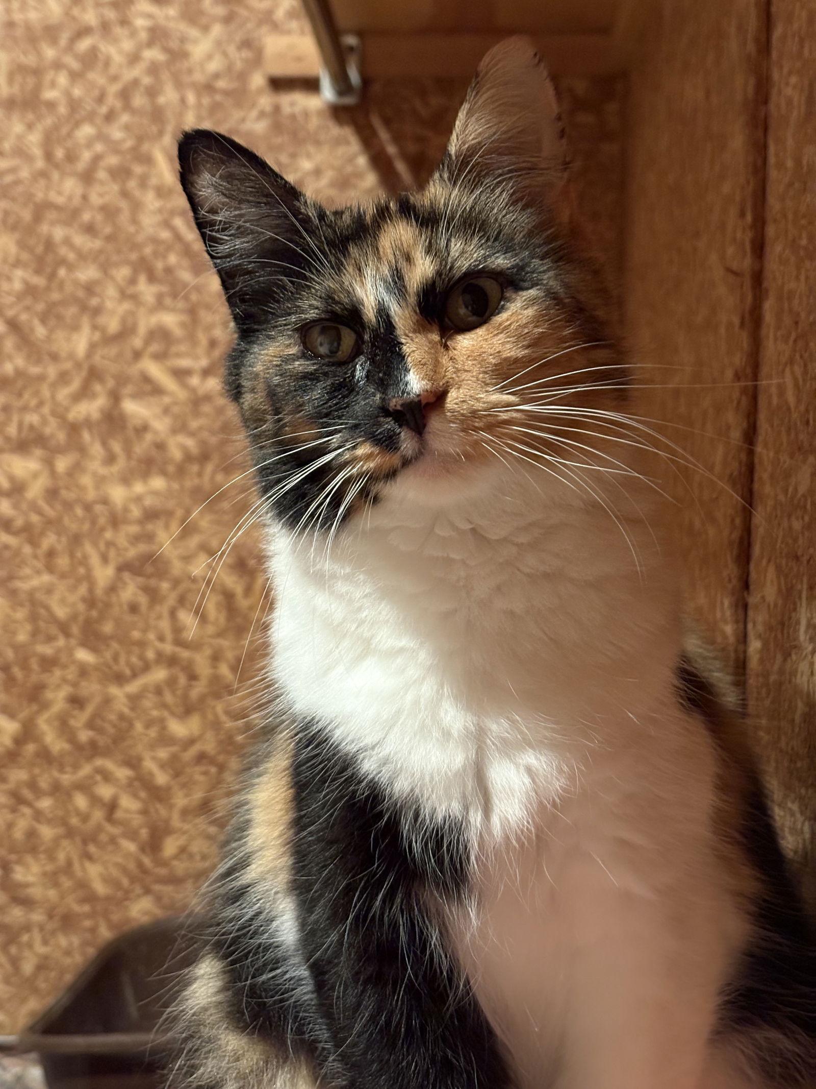 Enlarge Edith ( must be adopted with ESTHER), a Adoptable Domestic Short Hair in Walled Lake, MI image 1/2