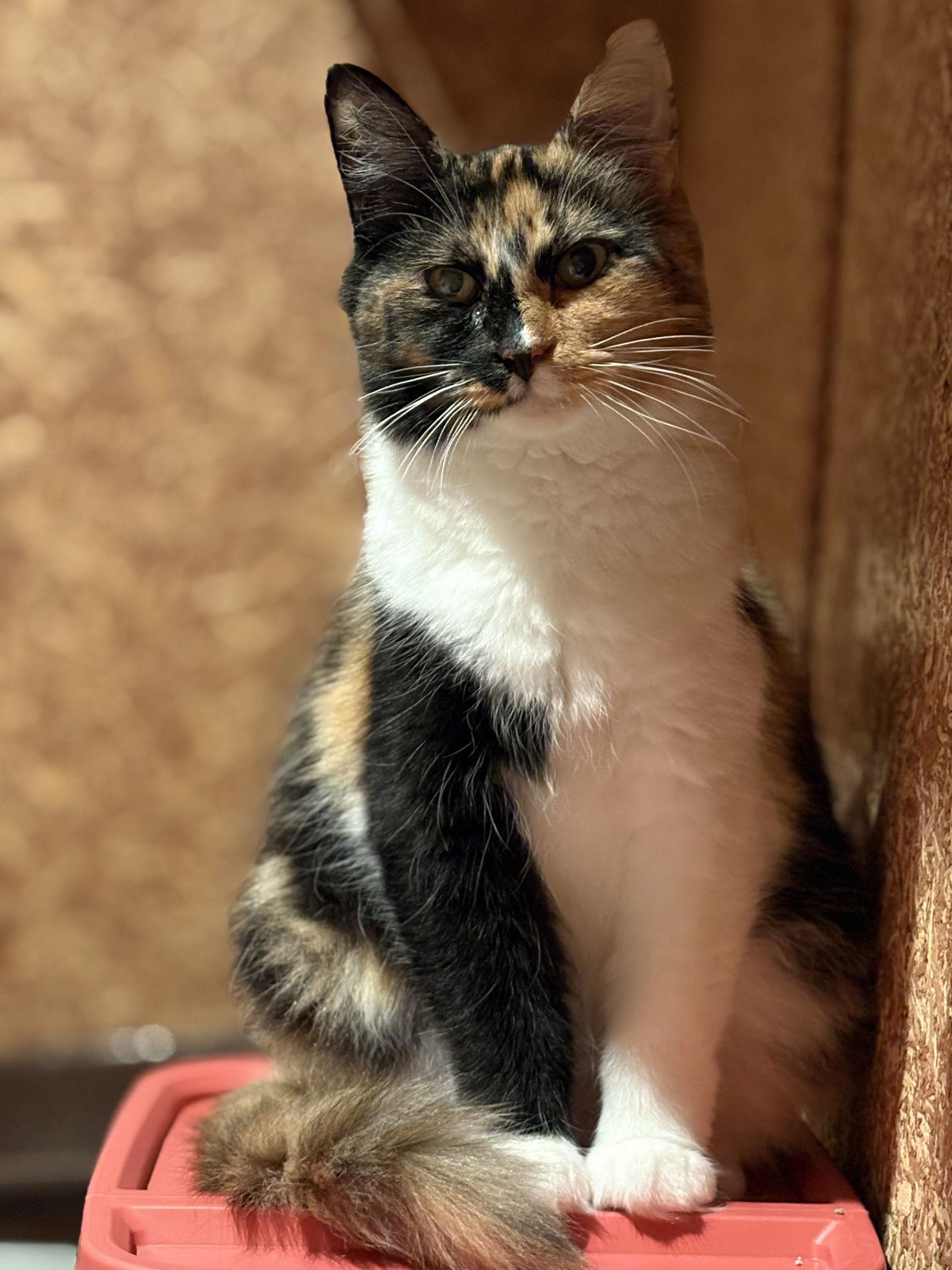 Enlarge Edith ( must be adopted with ESTHER), a Adoptable Domestic Short Hair in Walled Lake, MI image 2/2